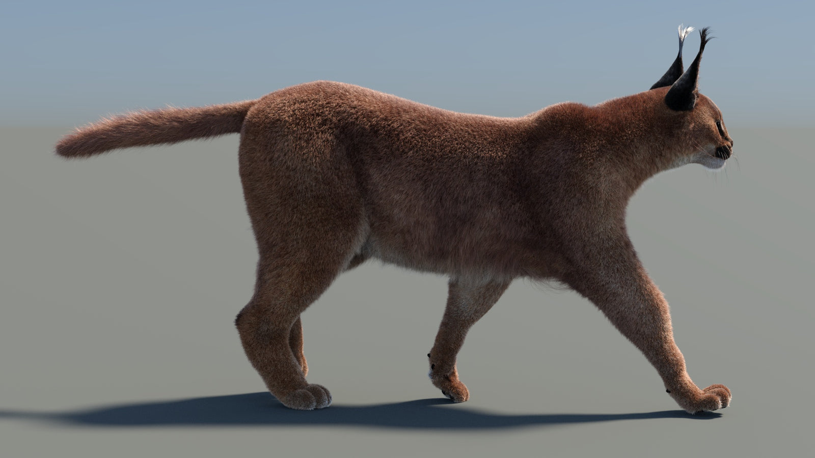 Animated Caracal 3D Model Fur 360° view 4 frame 7