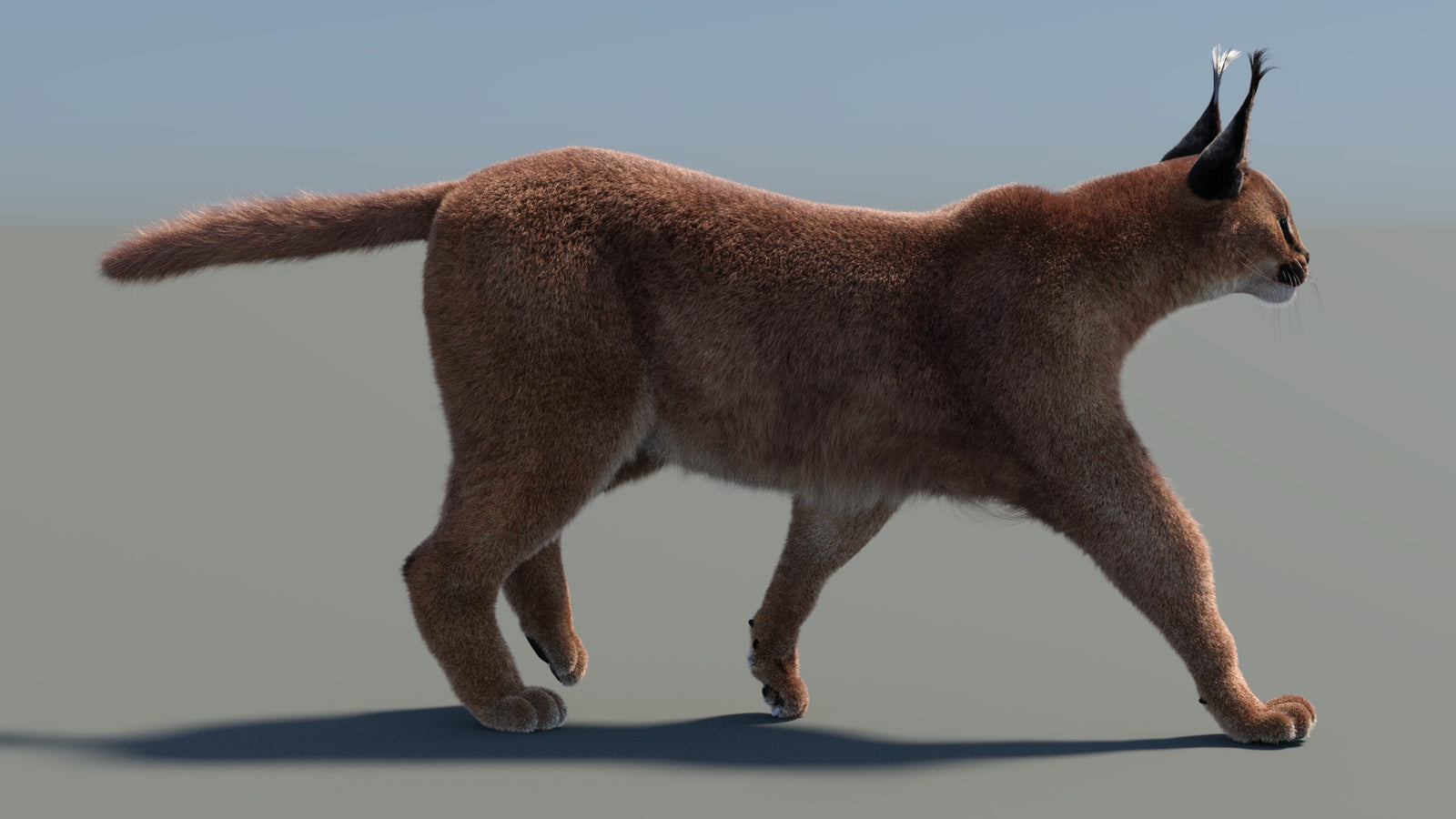 Animated Caracal 3D Model Fur 360° view 4 frame 8