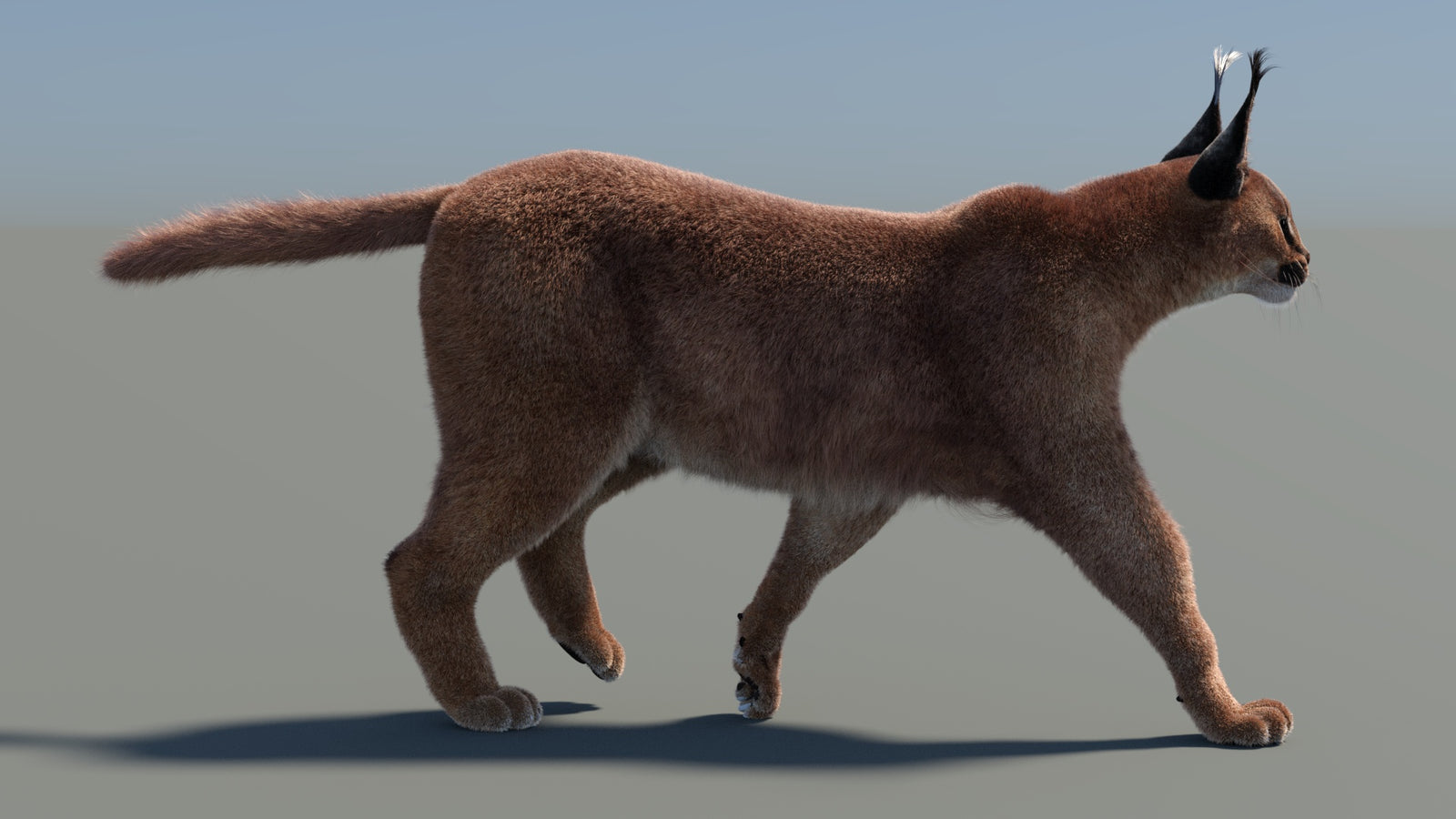 Animated Caracal 3D Model Fur 360° view 4 frame 9