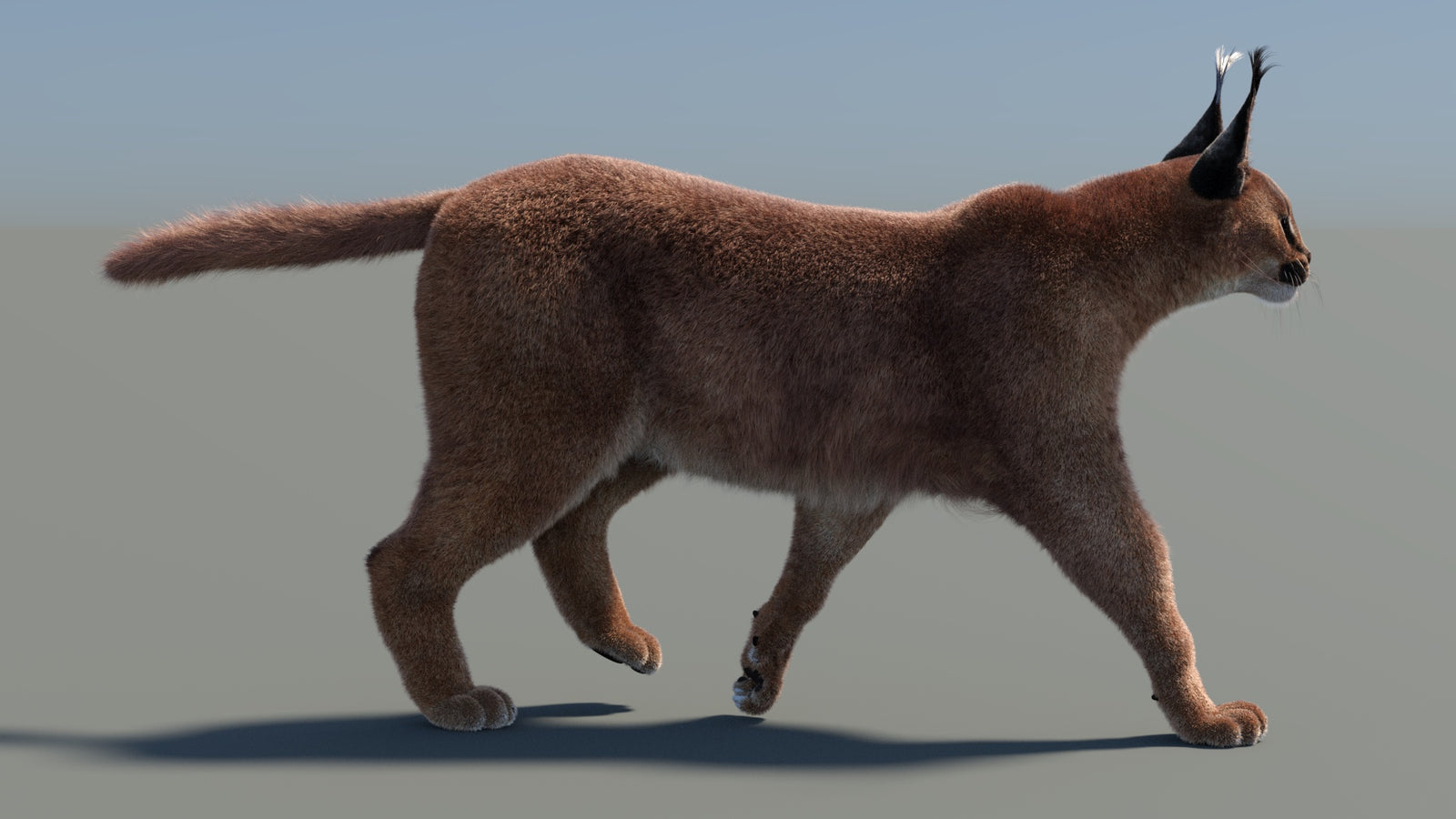 Animated Caracal 3D Model Fur 360° view 4 frame 10