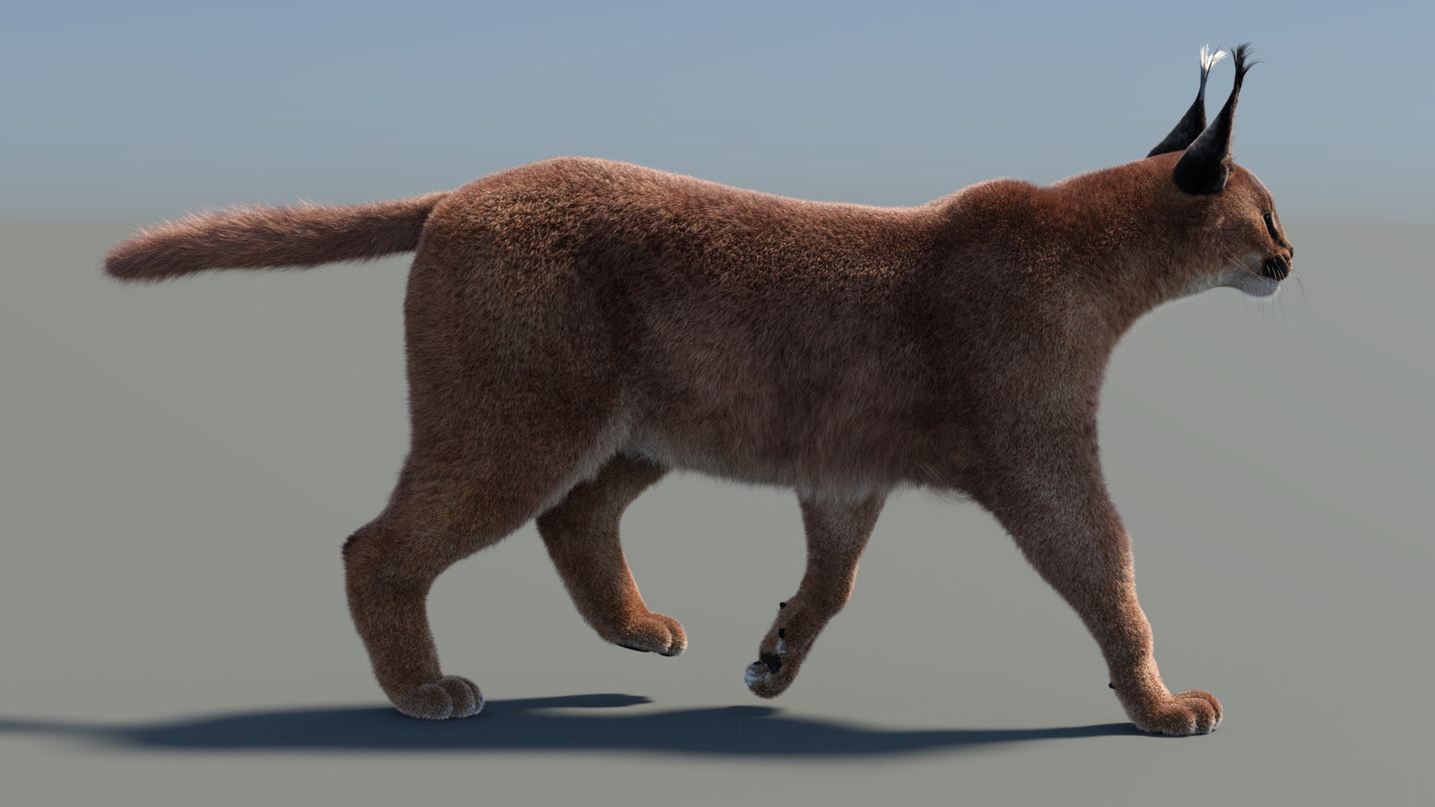 Animated Caracal 3D Model Fur 360° view 4 frame 11