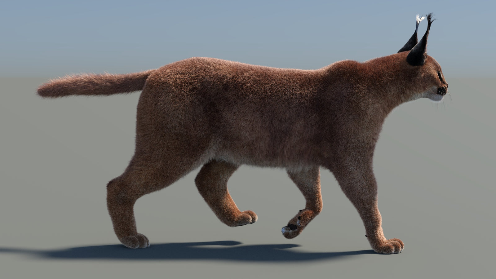 Animated Caracal 3D Model Fur 360° view 4 frame 13
