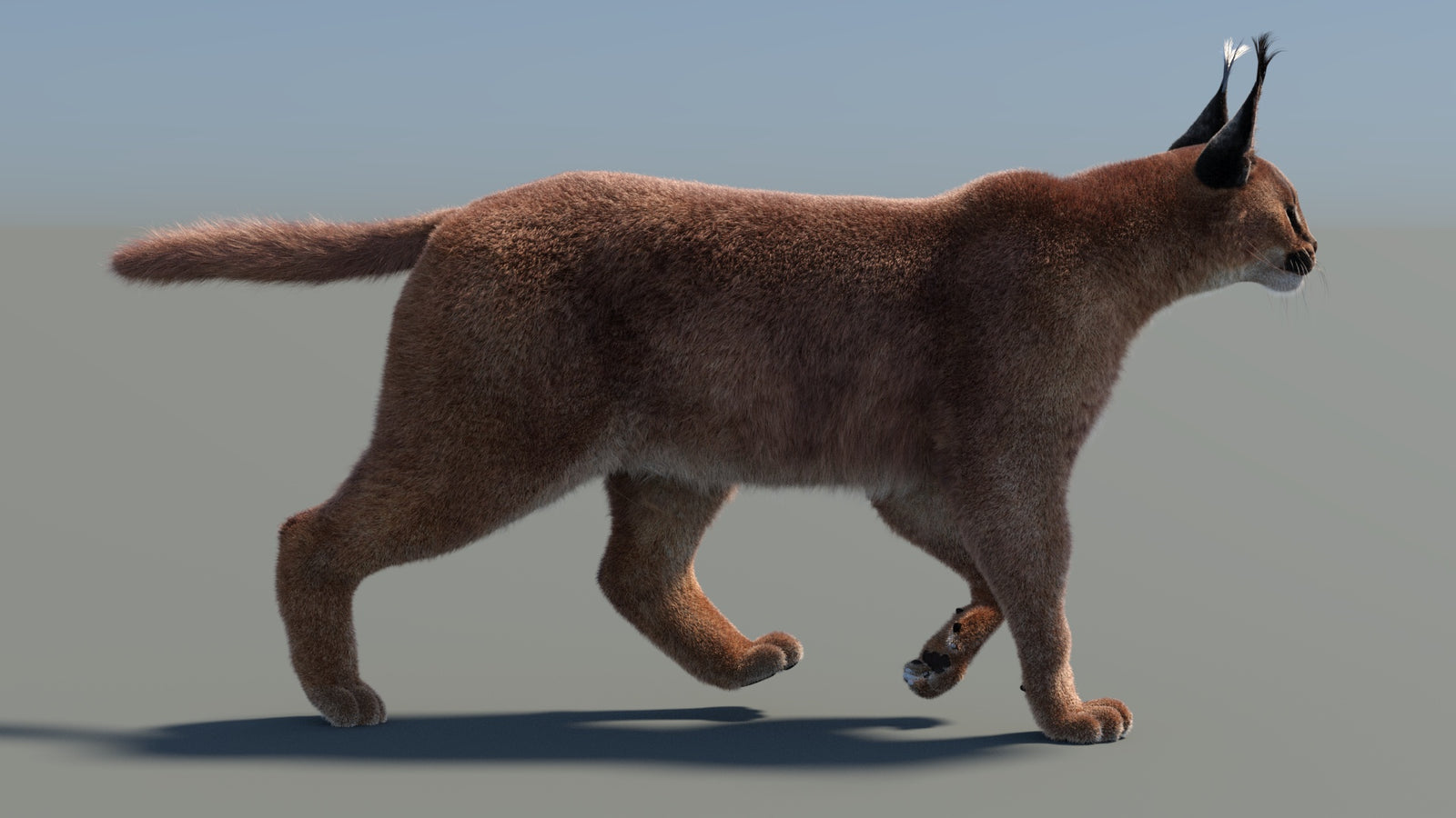 Animated Caracal 3D Model Fur 360° view 4 frame 15