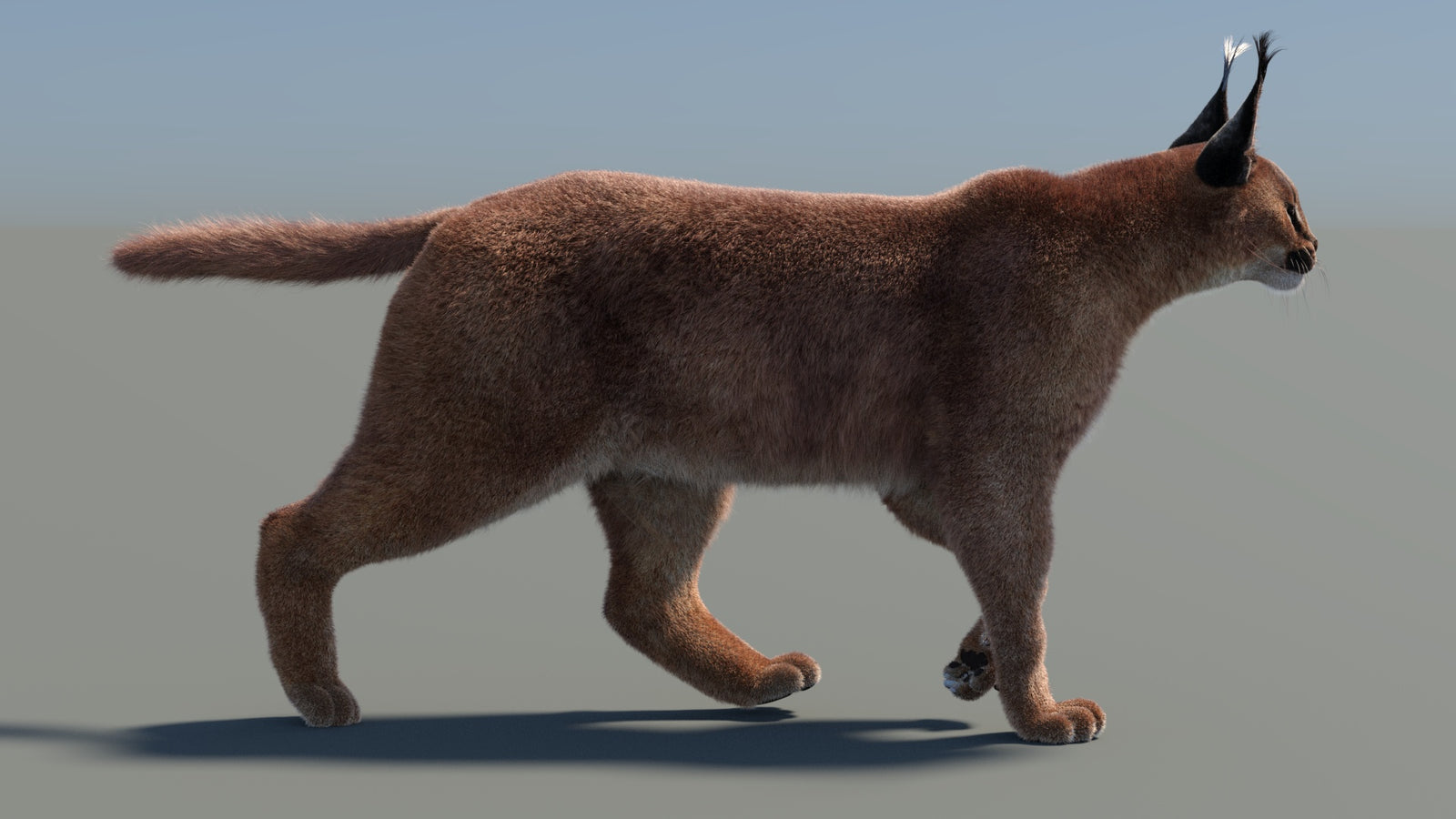 Animated Caracal 3D Model Fur 360° view 4 frame 16