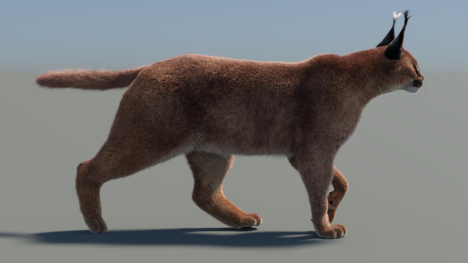 Animated Caracal 3D Model Fur 360° view 4 frame 17
