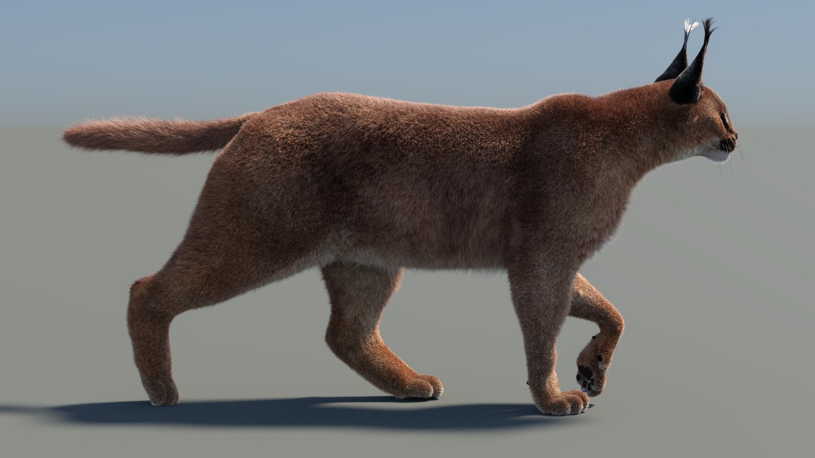 Animated Caracal 3D Model Fur 360° view 4 frame 18