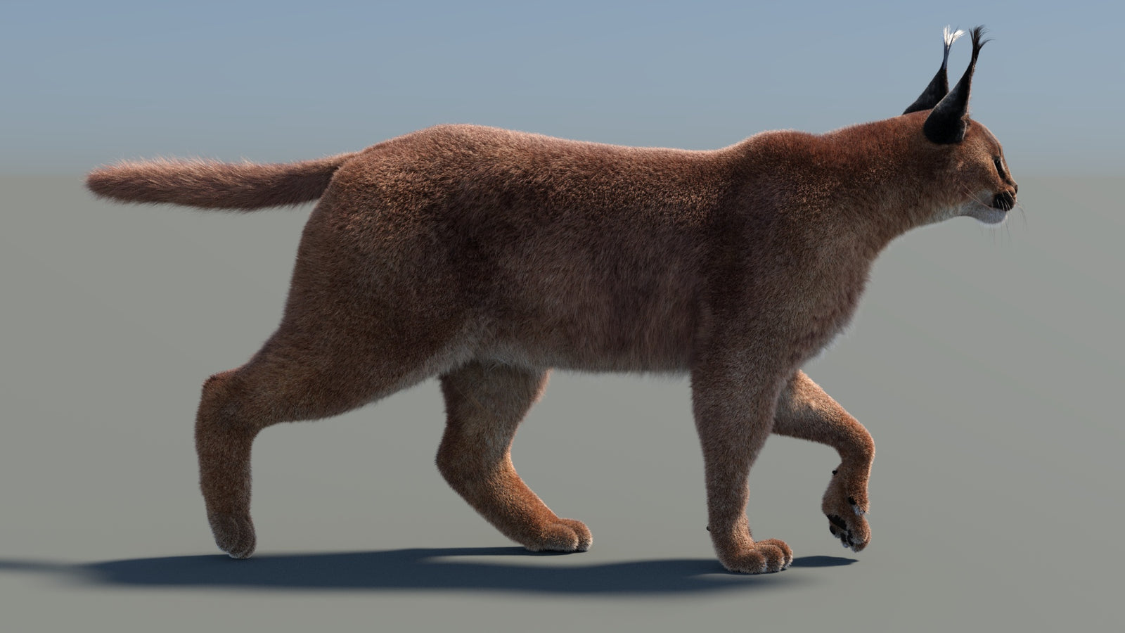 Animated Caracal 3D Model Fur 360° view 4 frame 19
