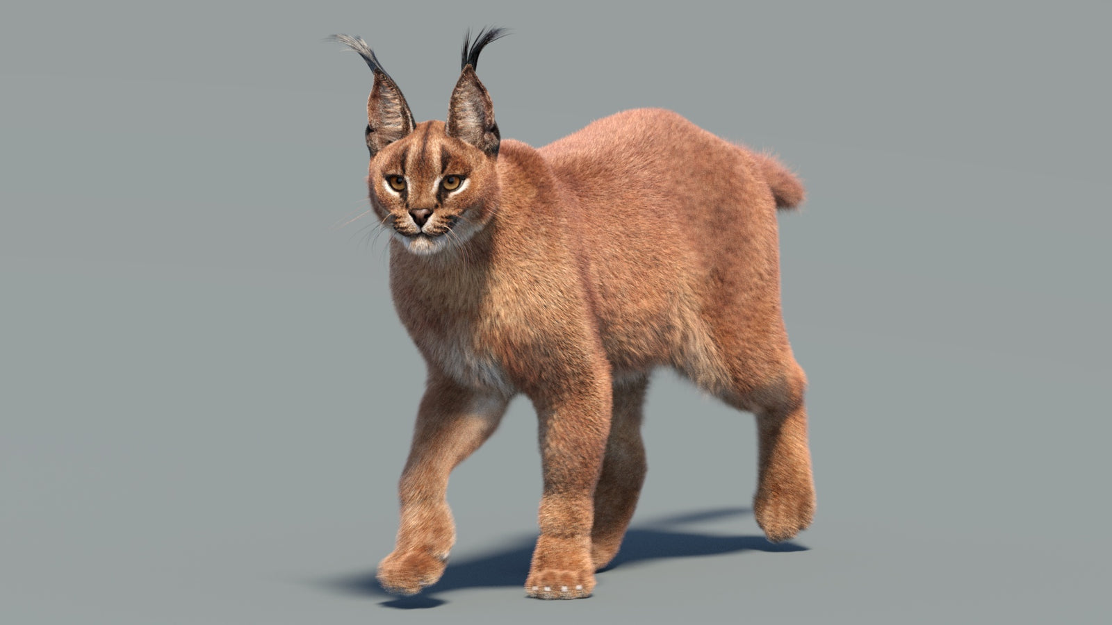 Animated Caracal 3D Model Fur 360° view 3 frame 2