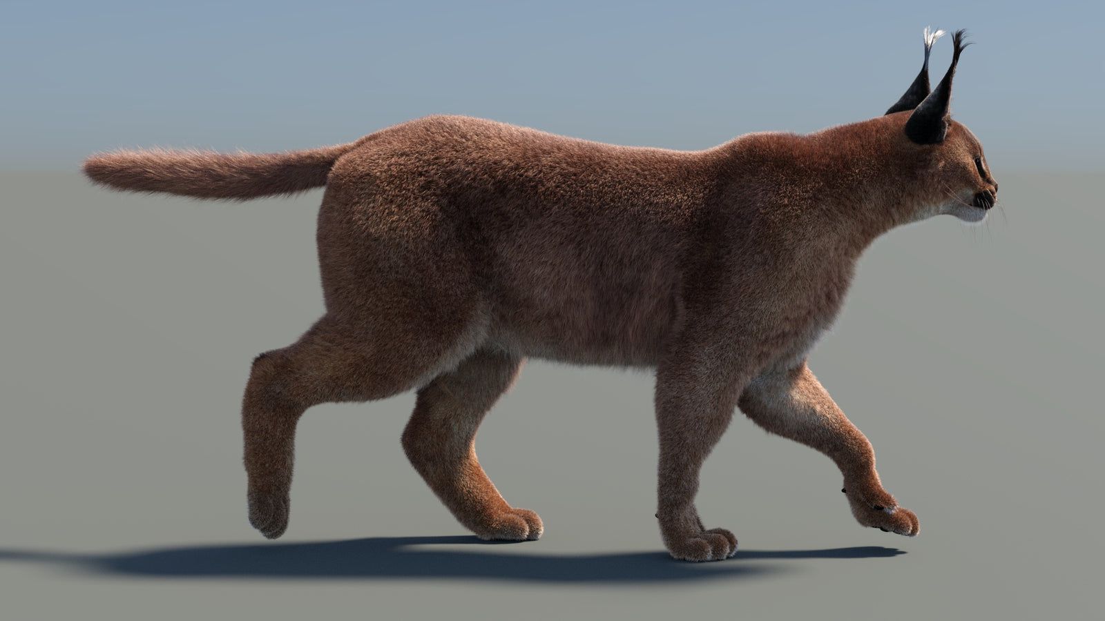 Animated Caracal 3D Model Fur 360° view 4 frame 21