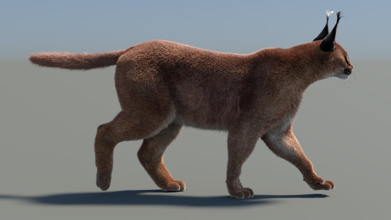 Animated Caracal 3D Model Fur 360° view 4 frame 22