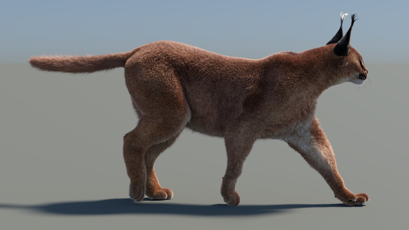 Animated Caracal 3D Model Fur 360° view 4 frame 25