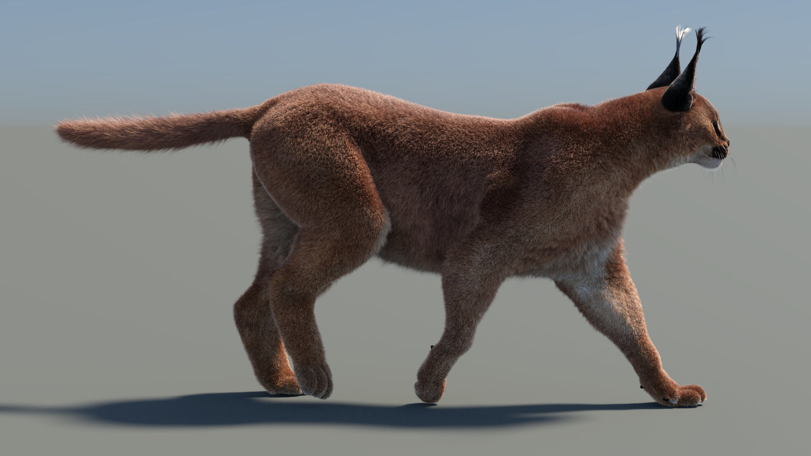 Animated Caracal 3D Model Fur 360° view 4 frame 27