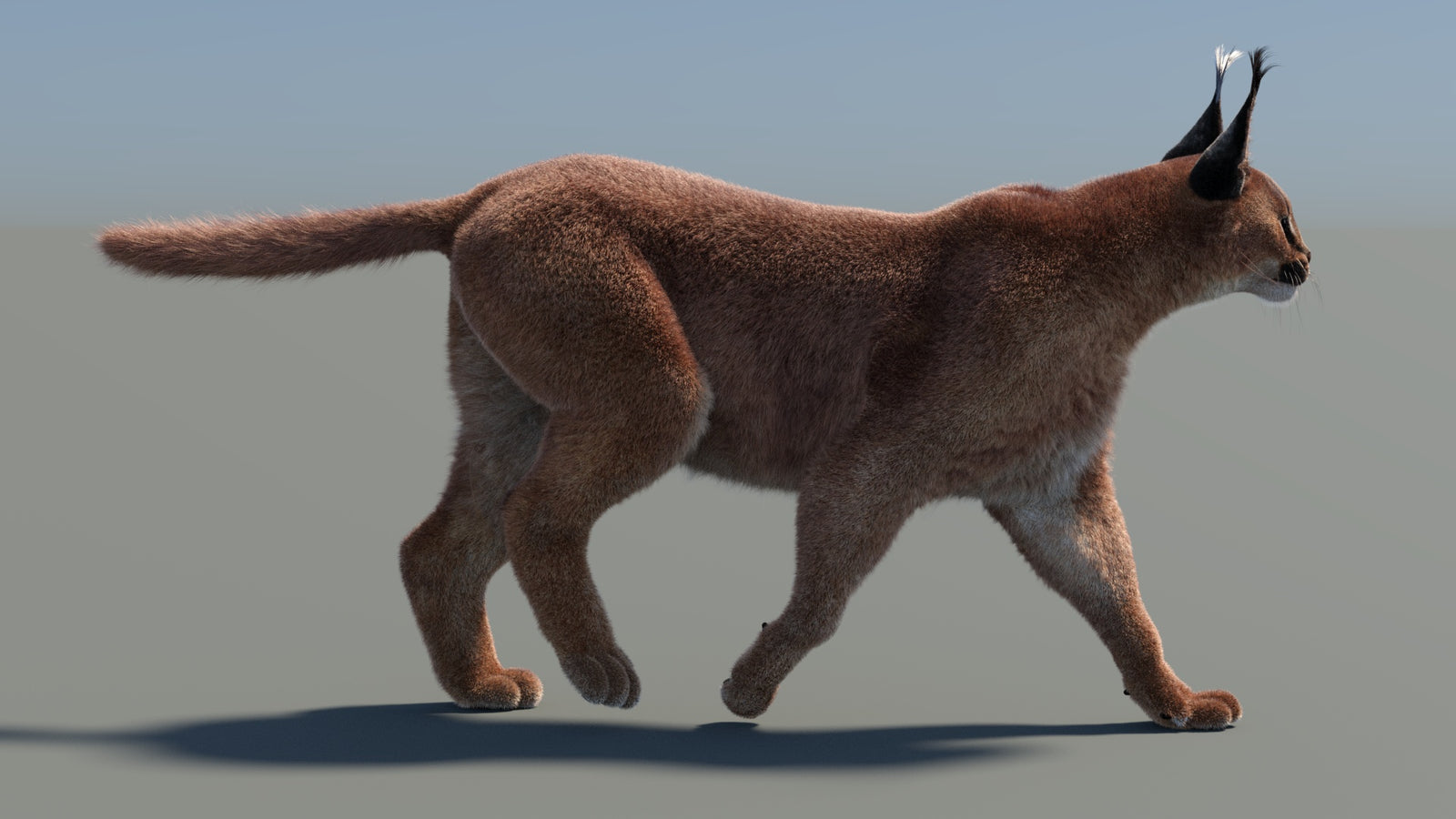 Animated Caracal 3D Model Fur 360° view 4 frame 28