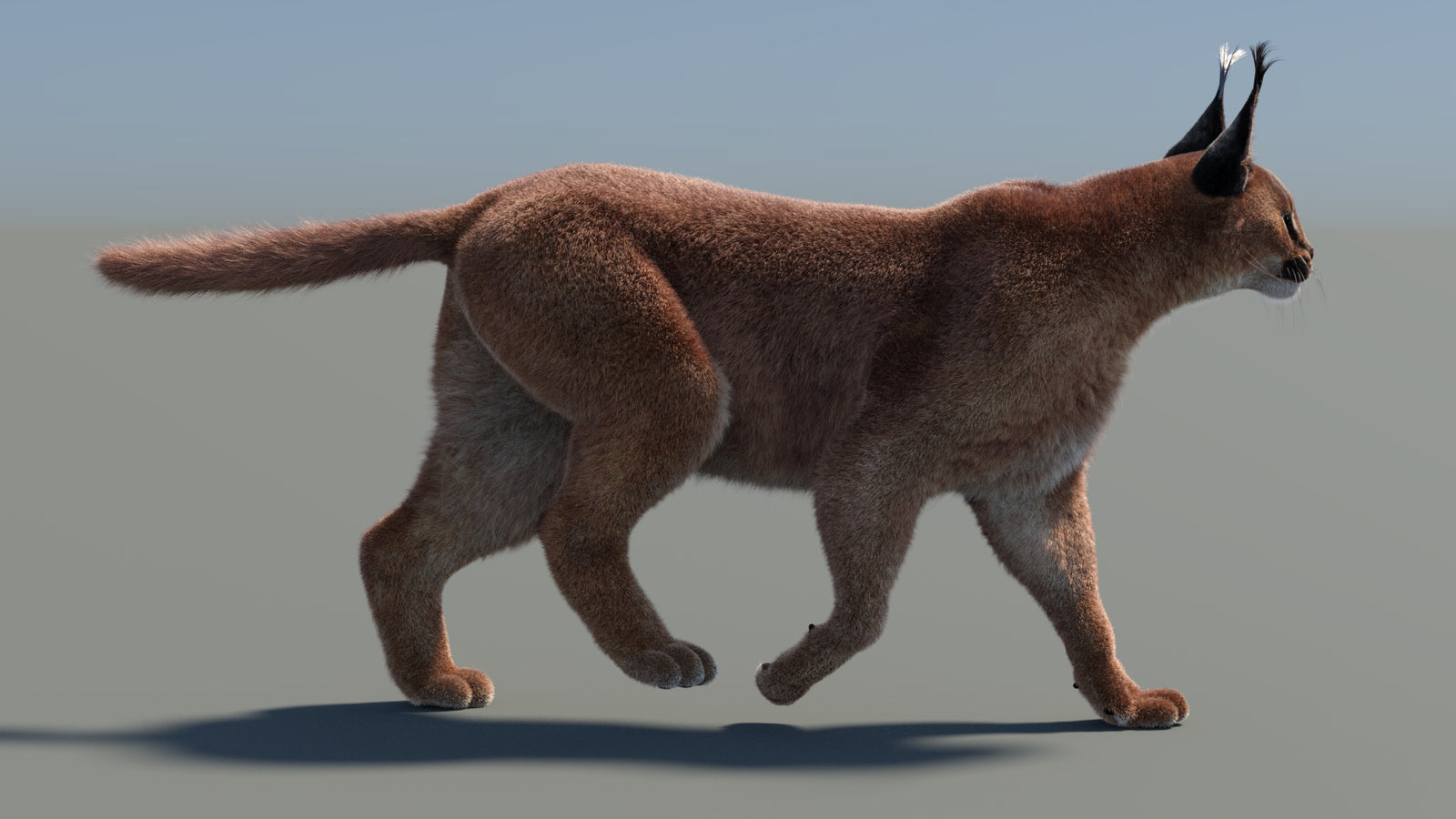 Animated Caracal 3D Model Fur 360° view 4 frame 30