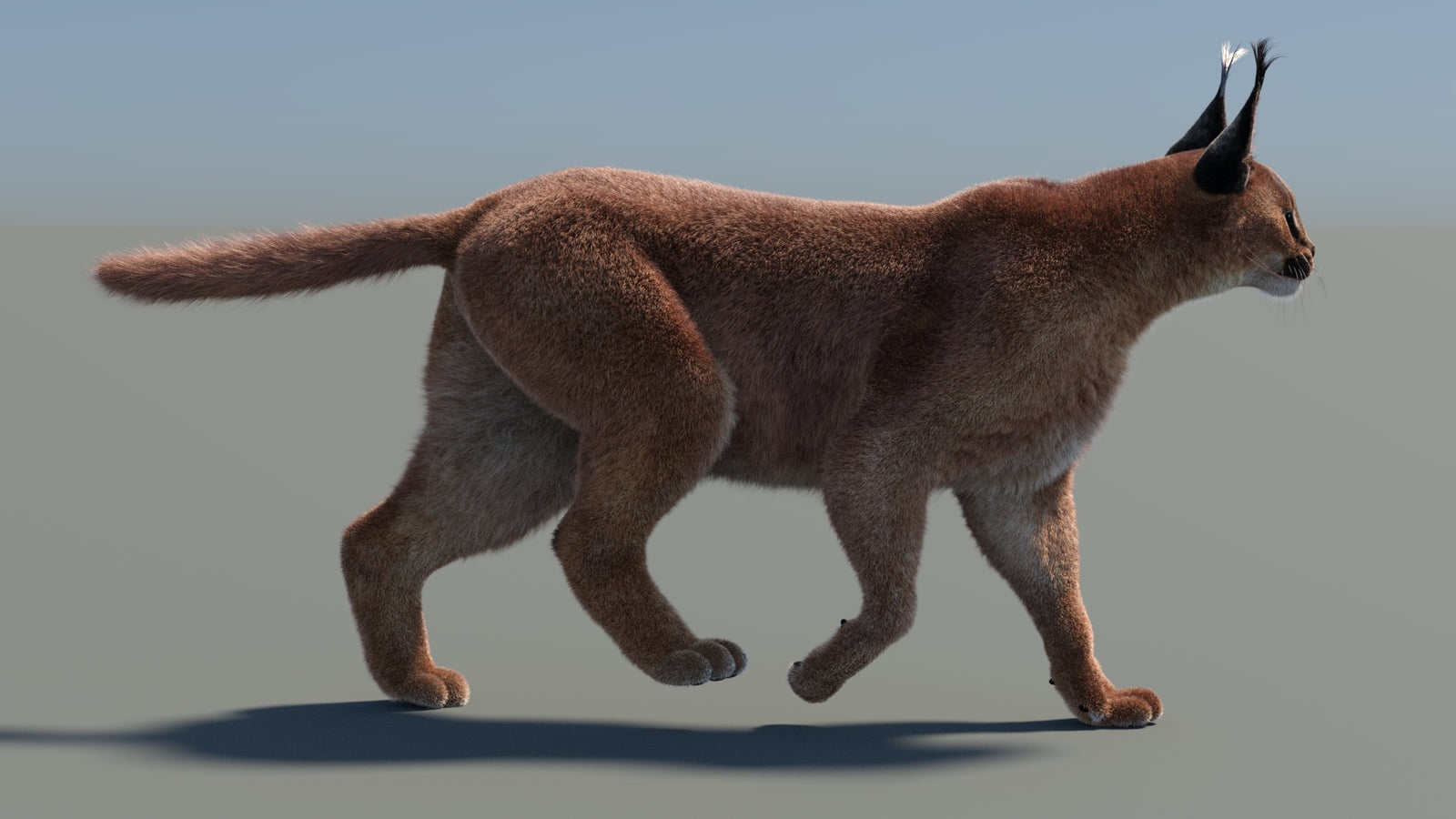Animated Caracal 3D Model Fur 360° view 4 frame 31
