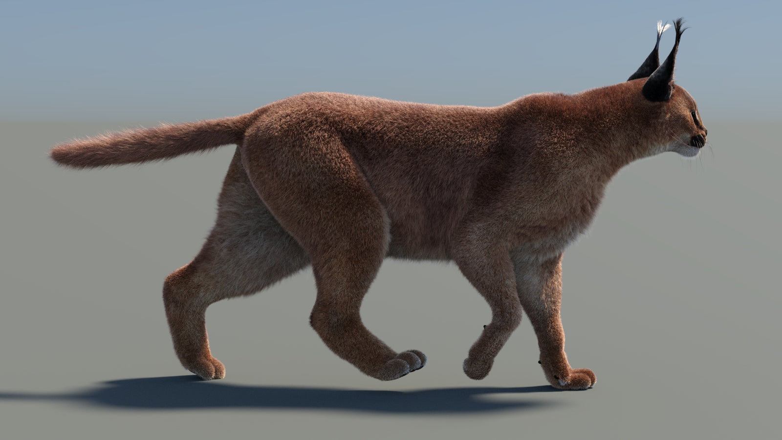 Animated Caracal 3D Model Fur 360° view 4 frame 33