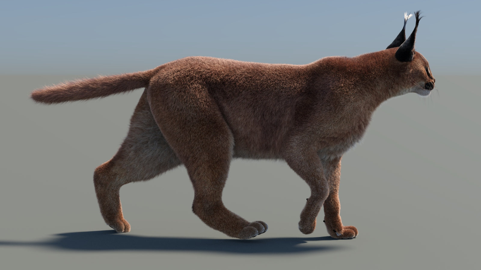 Animated Caracal 3D Model Fur 360° view 4 frame 34