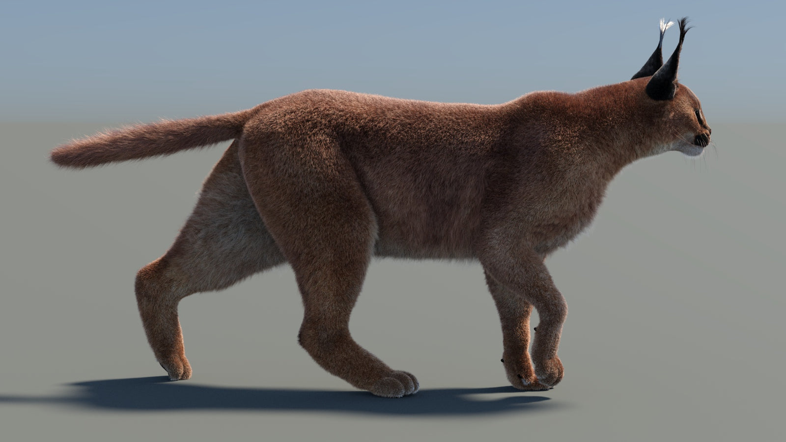 Animated Caracal 3D Model Fur 360° view 4 frame 36
