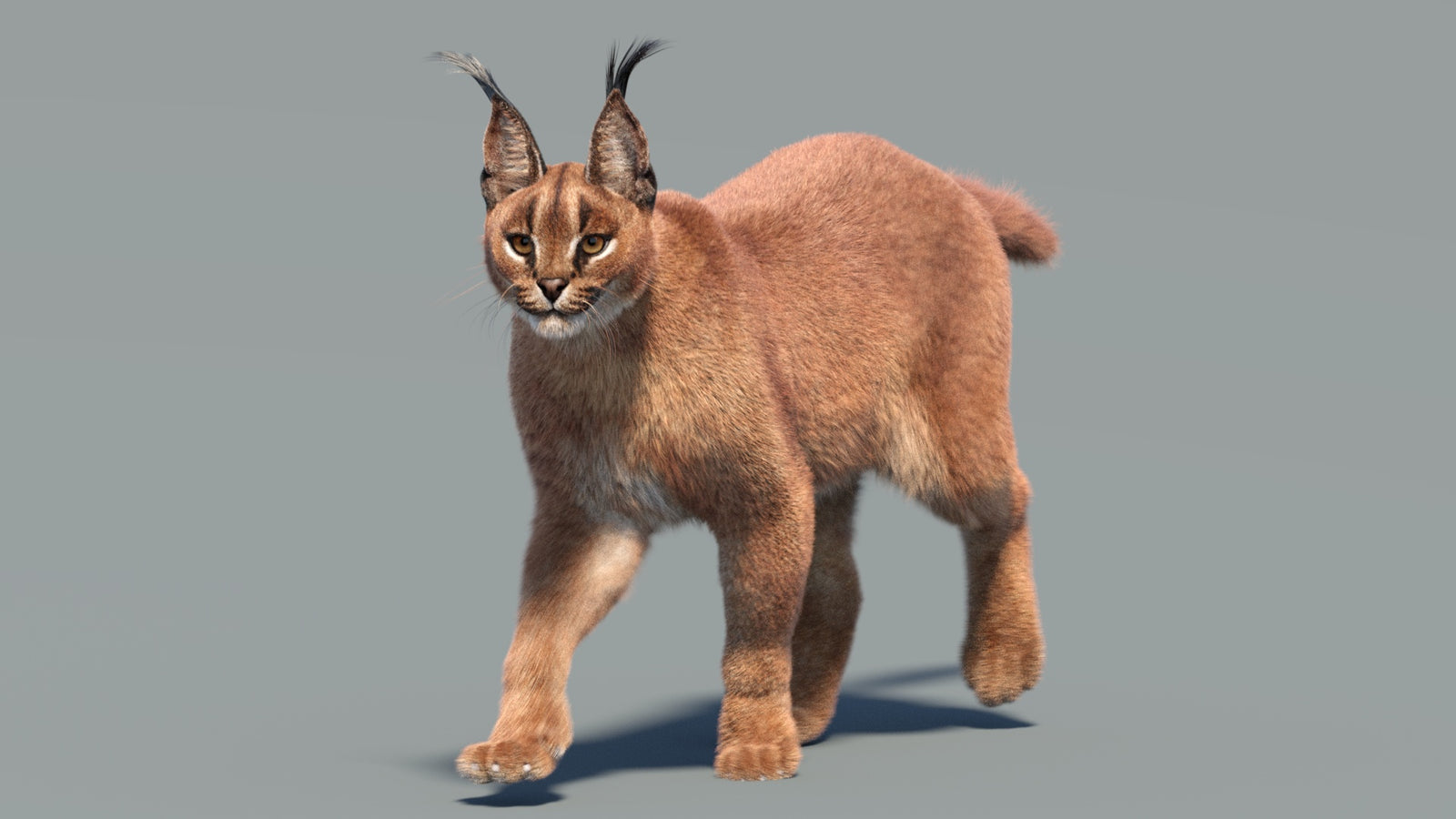 Animated Caracal 3D Model Fur 360° view 3 frame 4