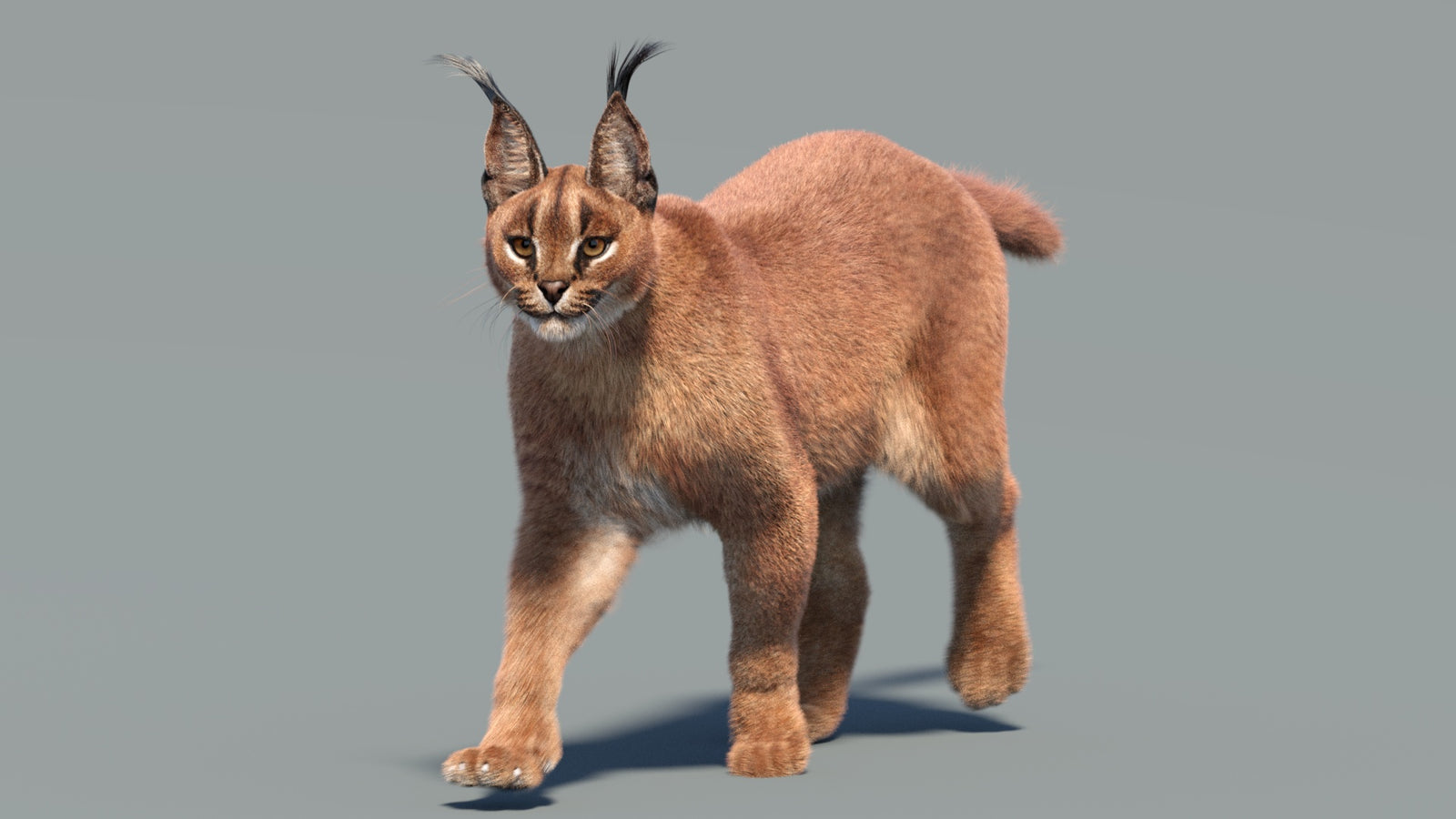 Animated Caracal 3D Model Fur 360° view 3 frame 5