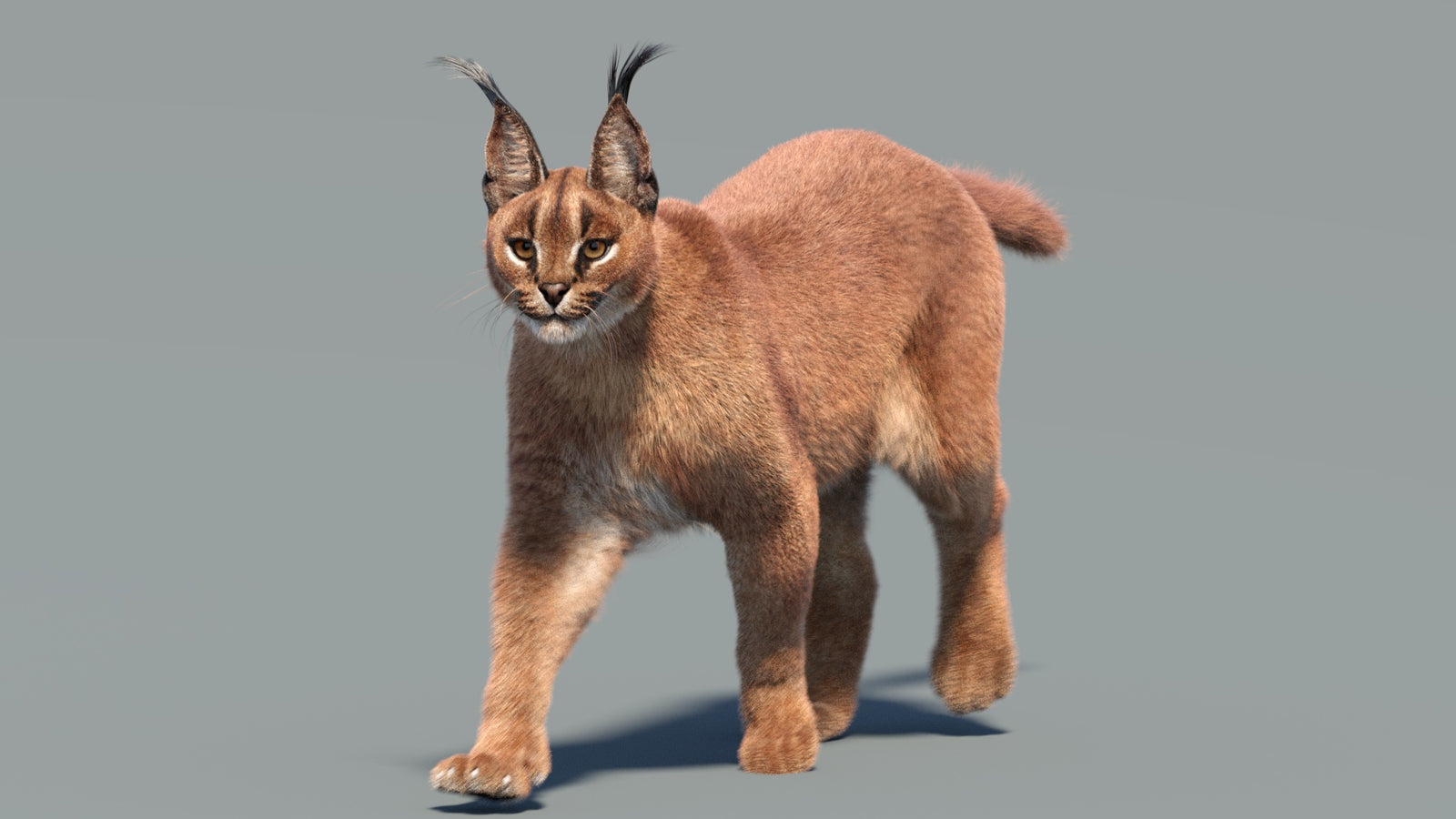 Animated Caracal 3D Model Fur 360° view 3 frame 6