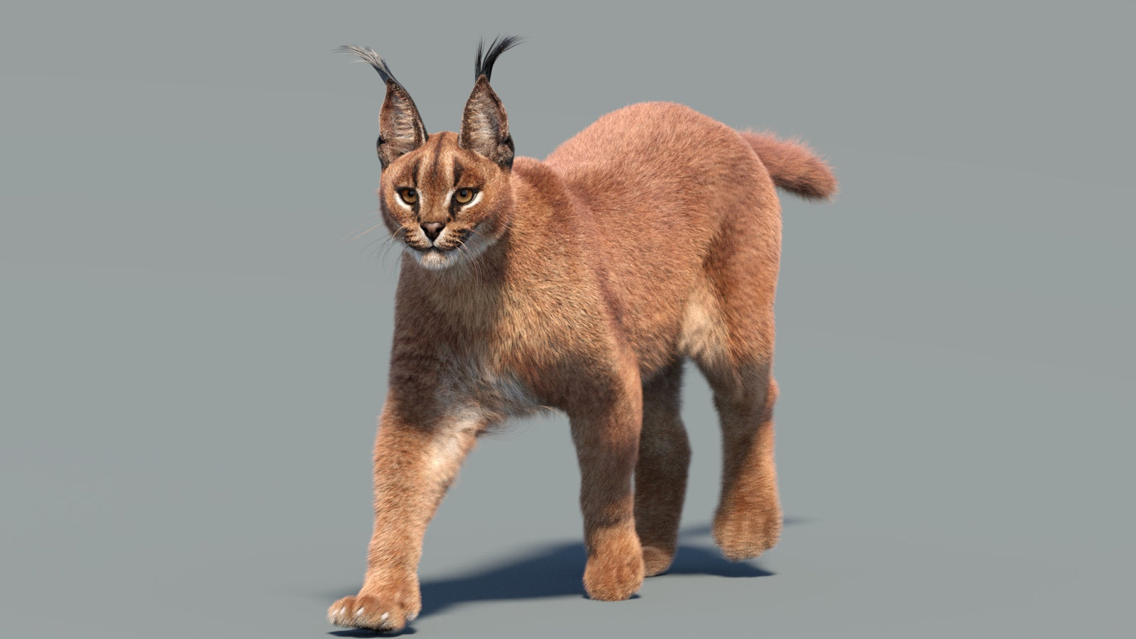 Animated Caracal 3D Model Fur 360° view 3 frame 7