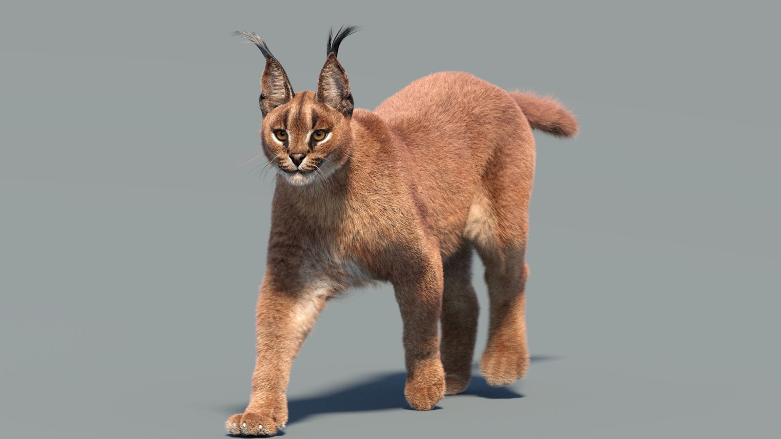 Animated Caracal 3D Model Fur 360° view 3 frame 8