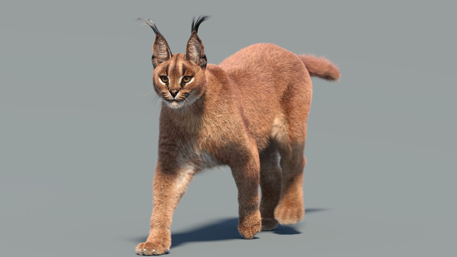 Animated Caracal 3D Model Fur 360° view 3 frame 9