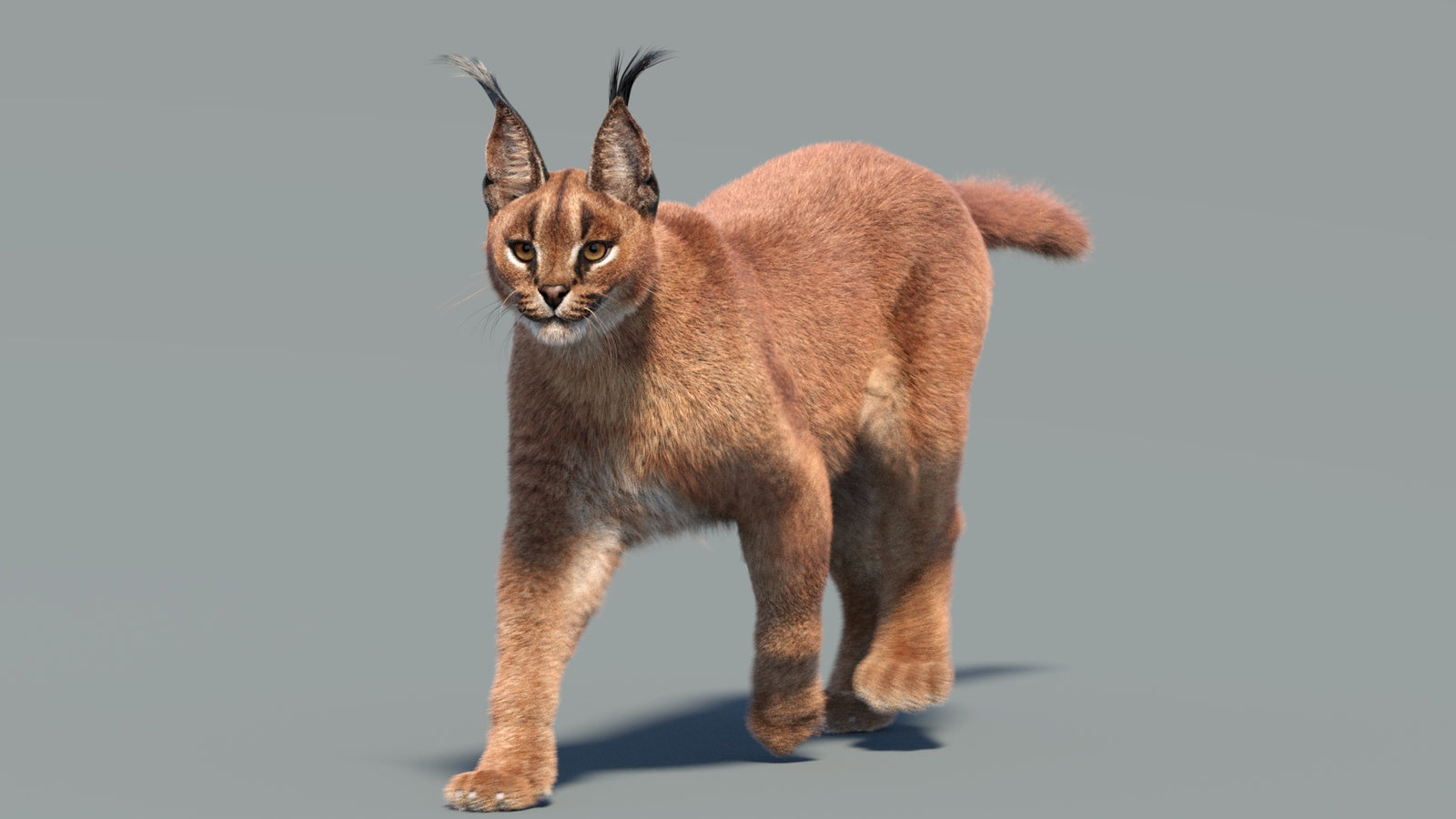 Animated Caracal 3D Model Fur 360° view 3 frame 10