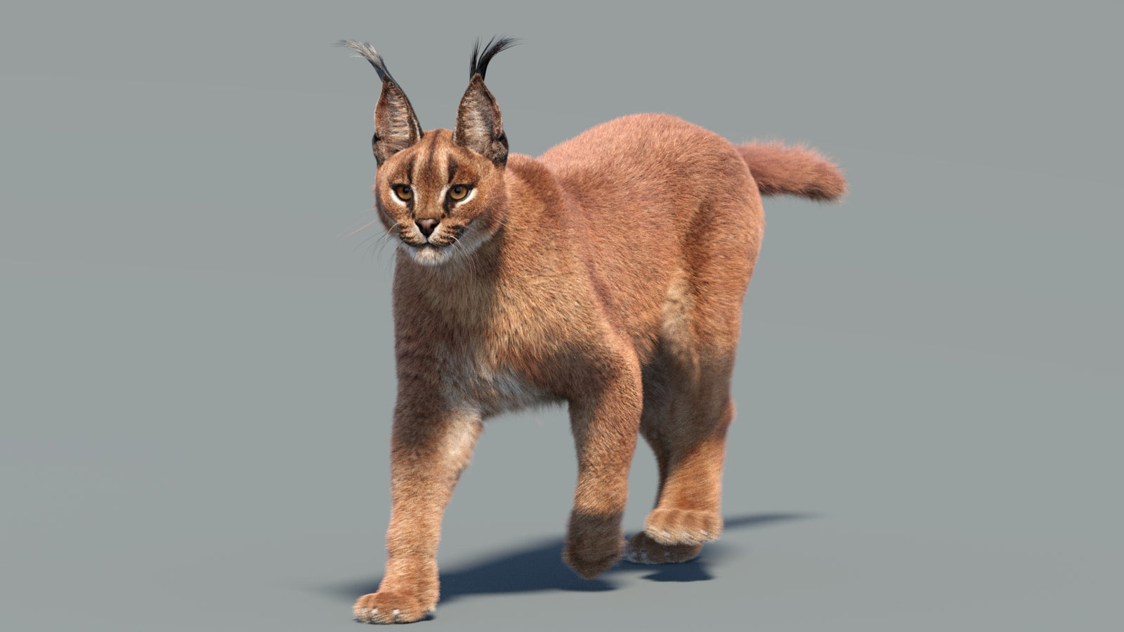 Animated Caracal 3D Model Fur 360° view 3 frame 11