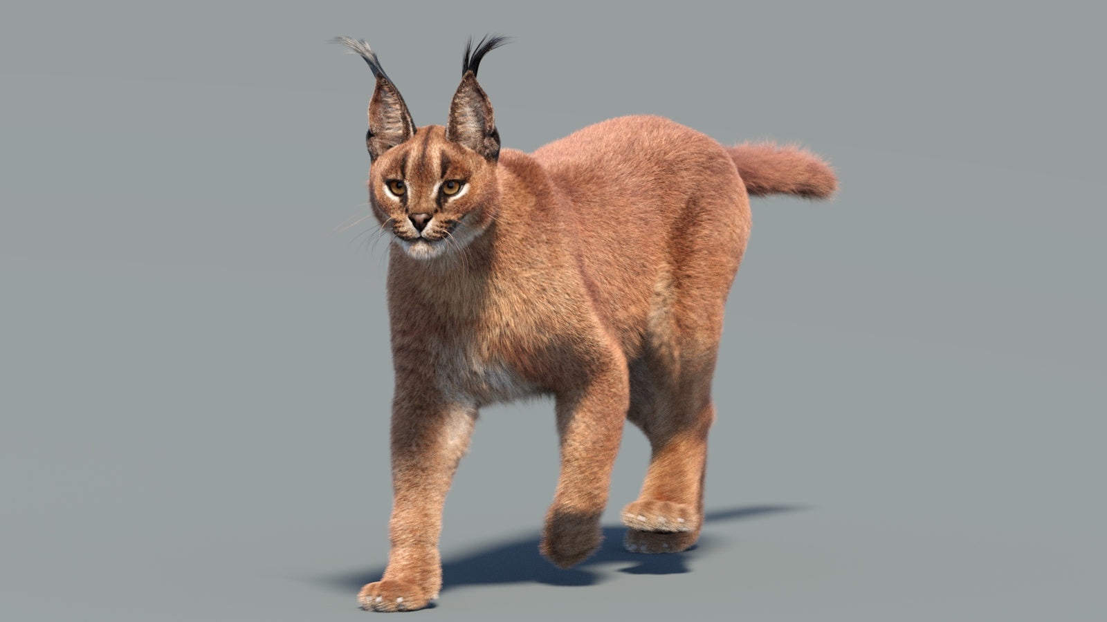 Animated Caracal 3D Model Fur 360° view 3 frame 12