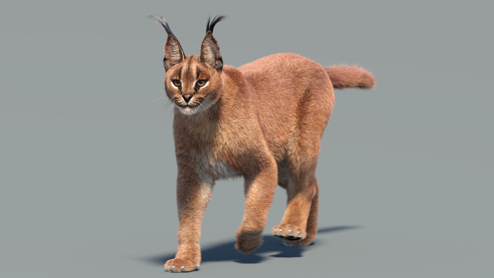 Animated Caracal 3D Model Fur 360° view 3 frame 13