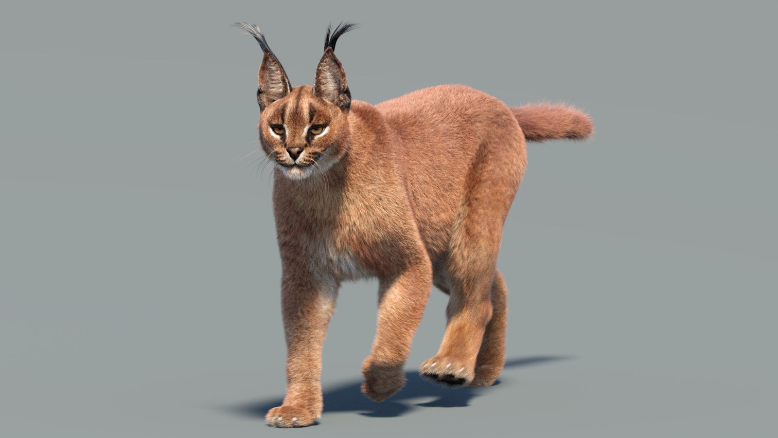 Animated Caracal 3D Model Fur 360° view 3 frame 14