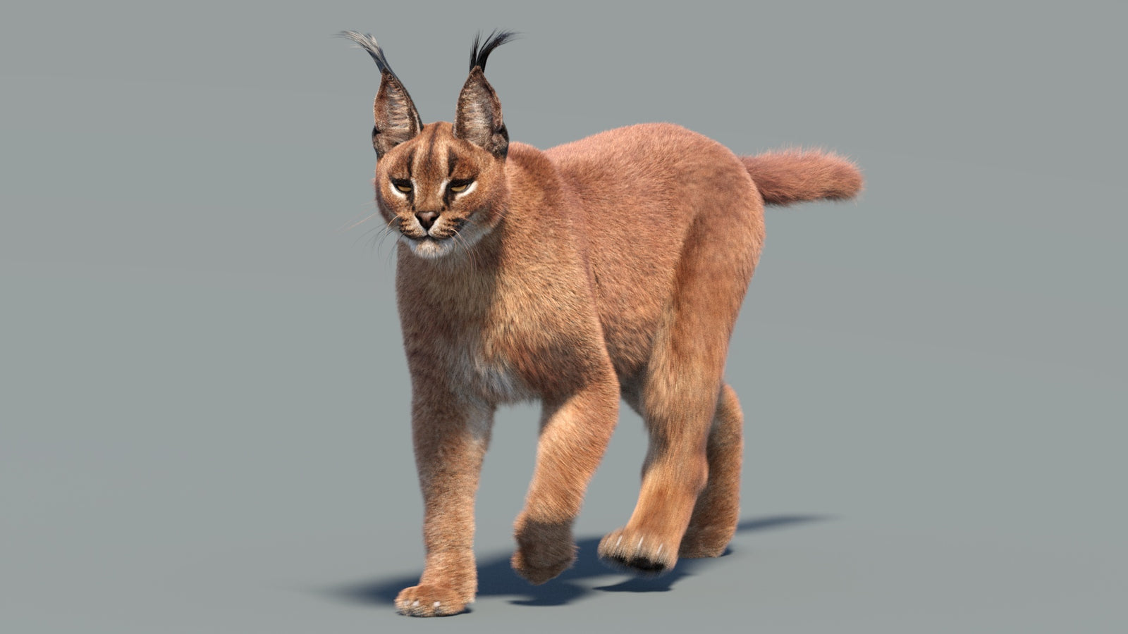 Animated Caracal 3D Model Fur 360° view 3 frame 15