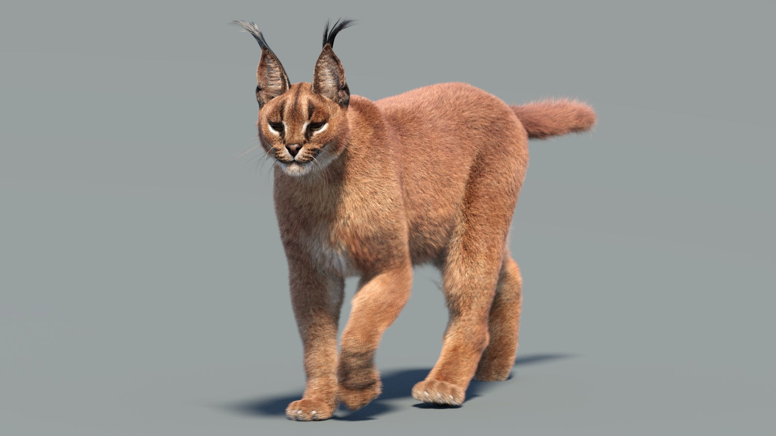 Animated Caracal 3D Model Fur 360° view 3 frame 17