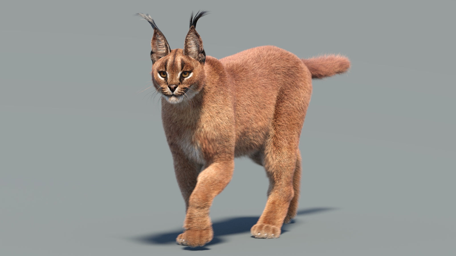 Animated Caracal 3D Model Fur 360° view 3 frame 19