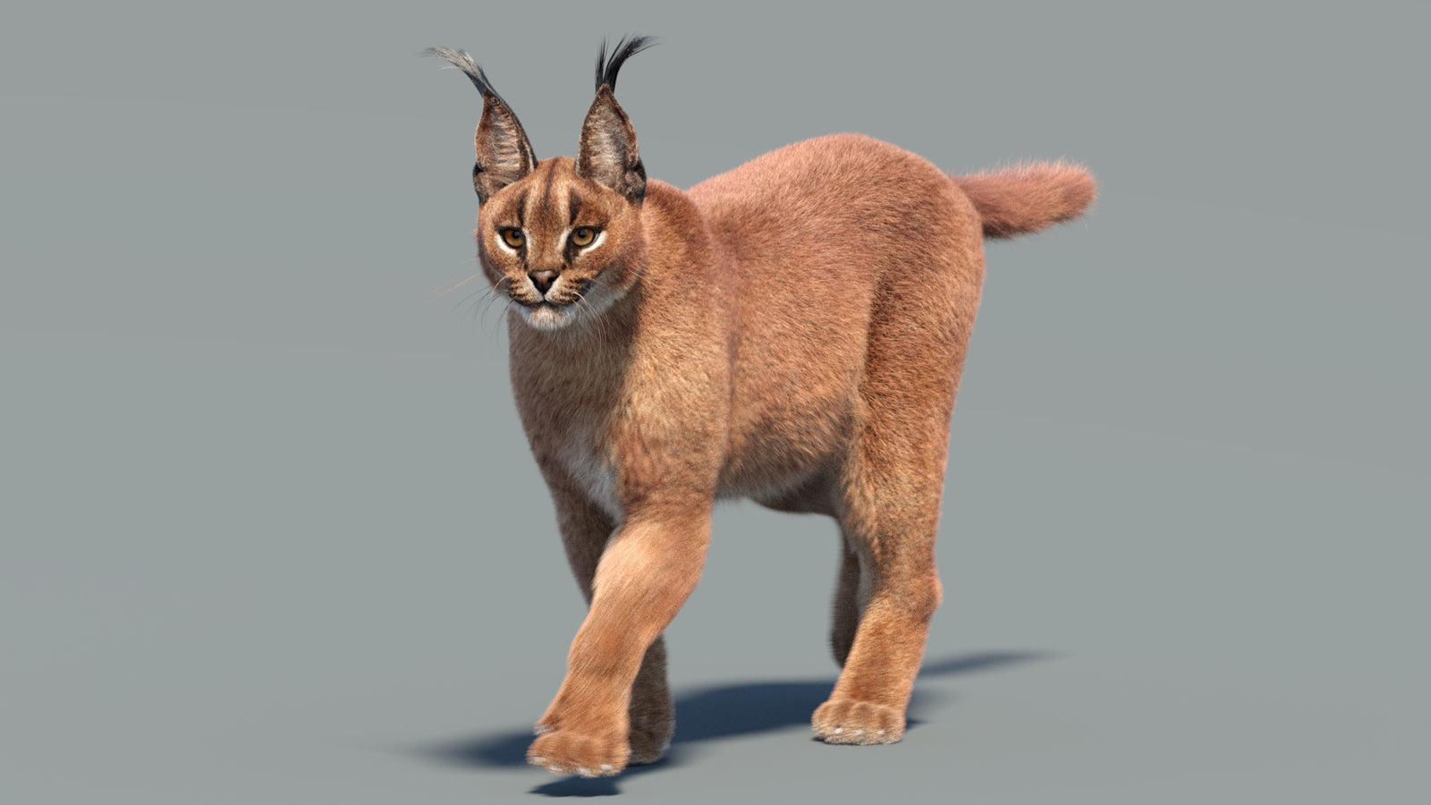 Animated Caracal 3D Model Fur 360° view 3 frame 21