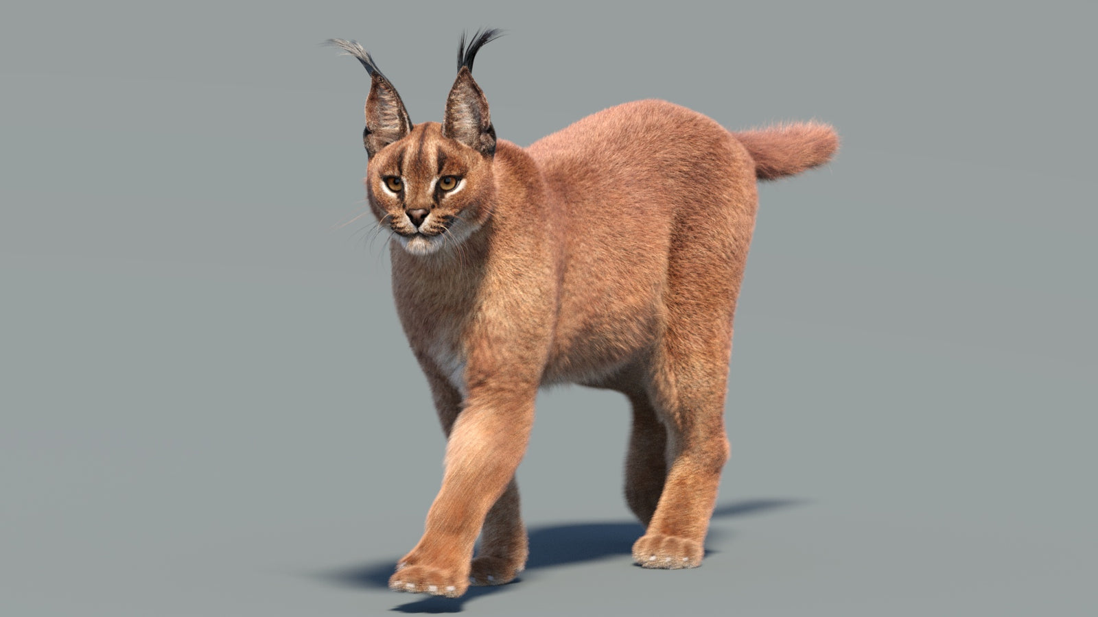 Animated Caracal 3D Model Fur 360° view 3 frame 22
