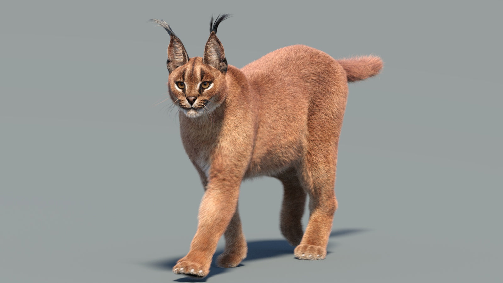 Animated Caracal 3D Model Fur 360° view 3 frame 23