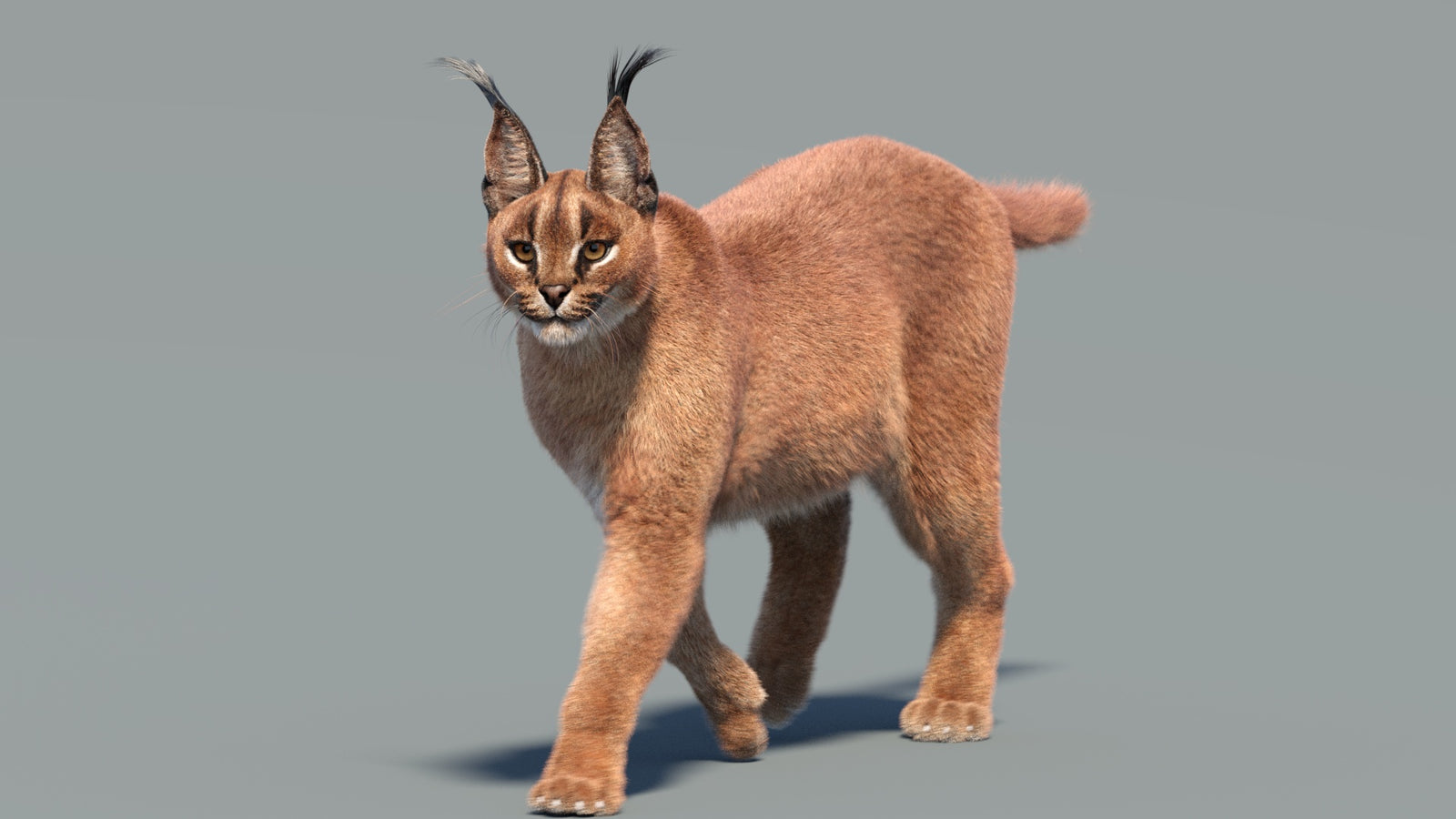 Animated Caracal 3D Model Fur 360° view 3 frame 27