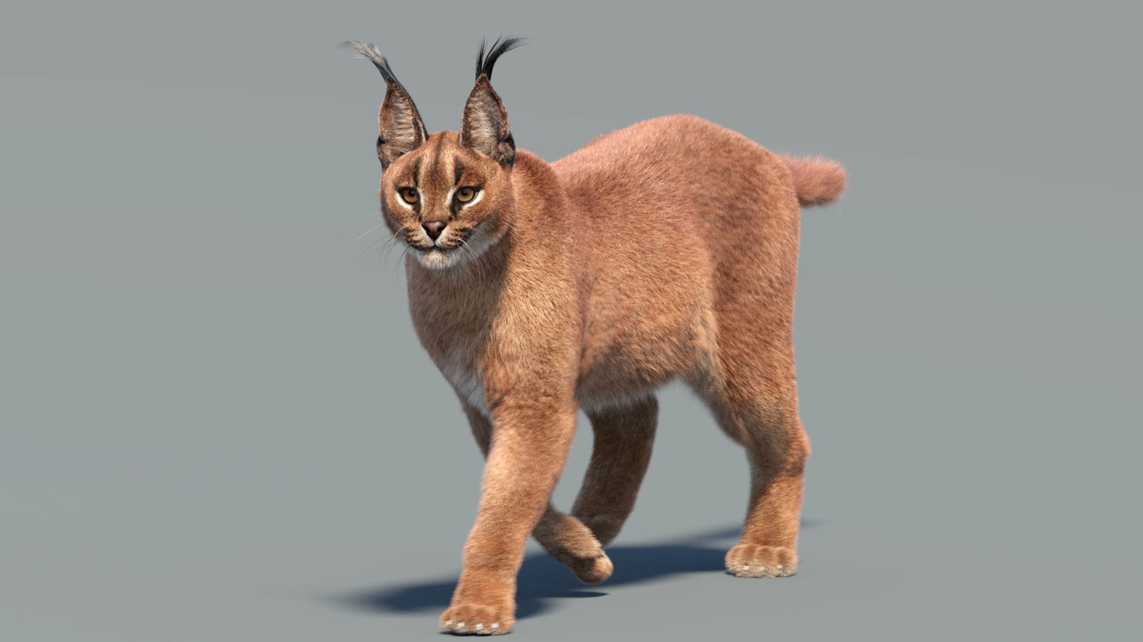 Animated Caracal 3D Model Fur 360° view 3 frame 29