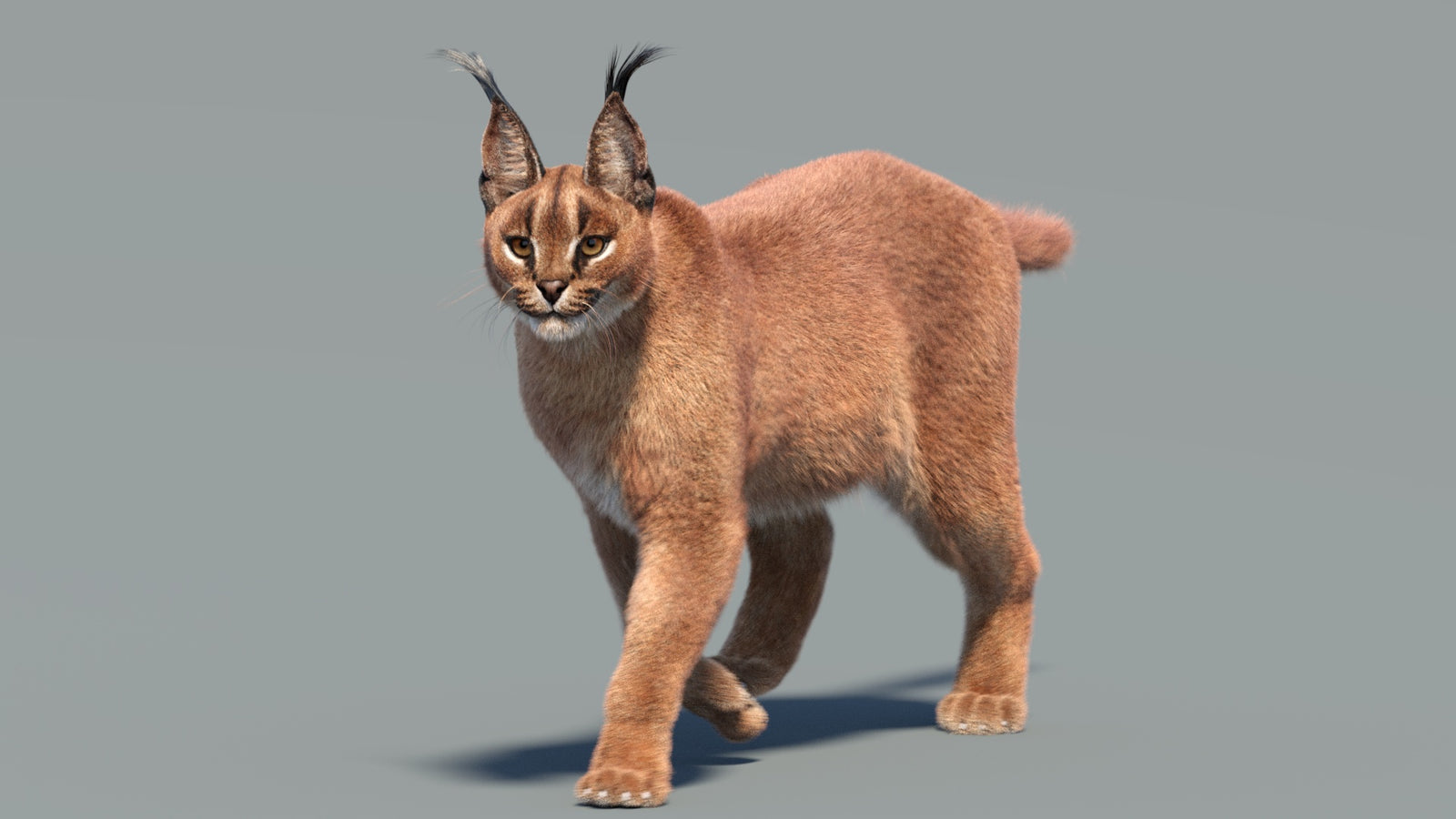 Animated Caracal 3D Model Fur 360° view 3 frame 30