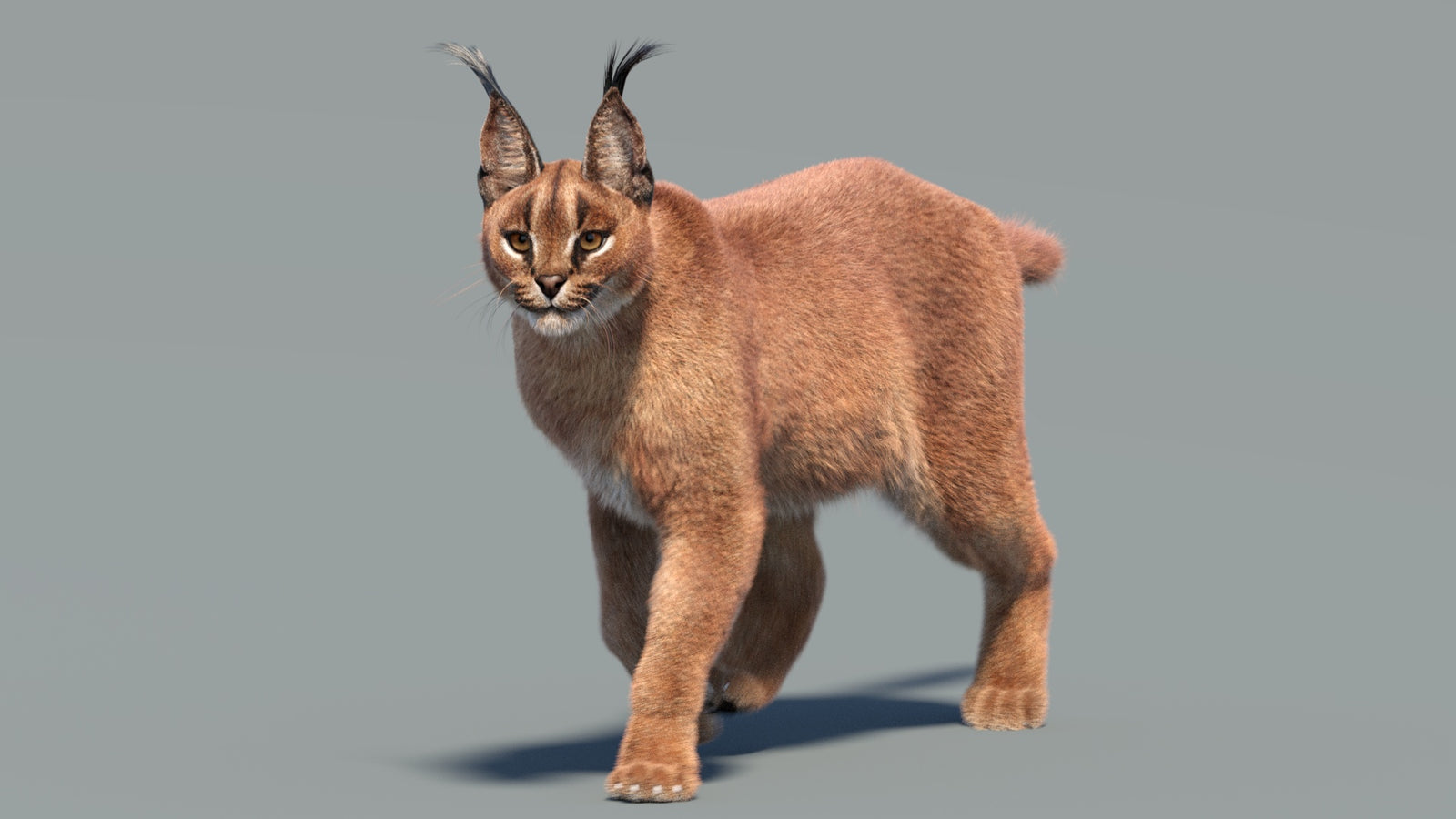 Animated Caracal 3D Model Fur 360° view 3 frame 32