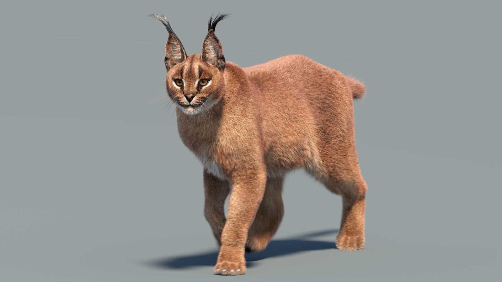 Animated Caracal 3D Model Fur 360° view 3 frame 33