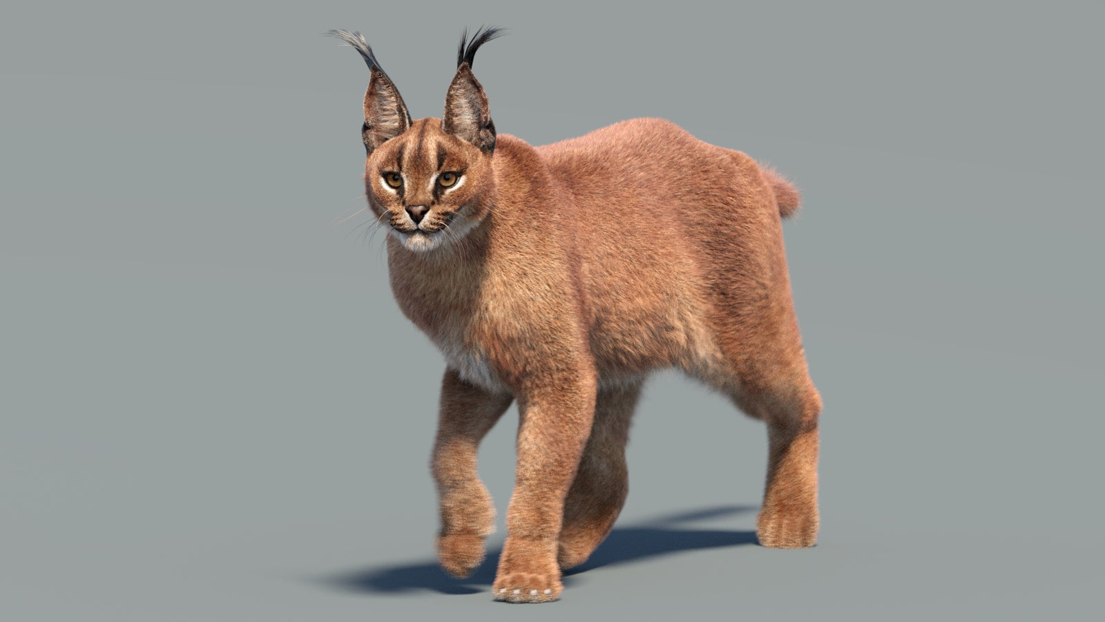 Animated Caracal 3D Model Fur 360° view 3 frame 35