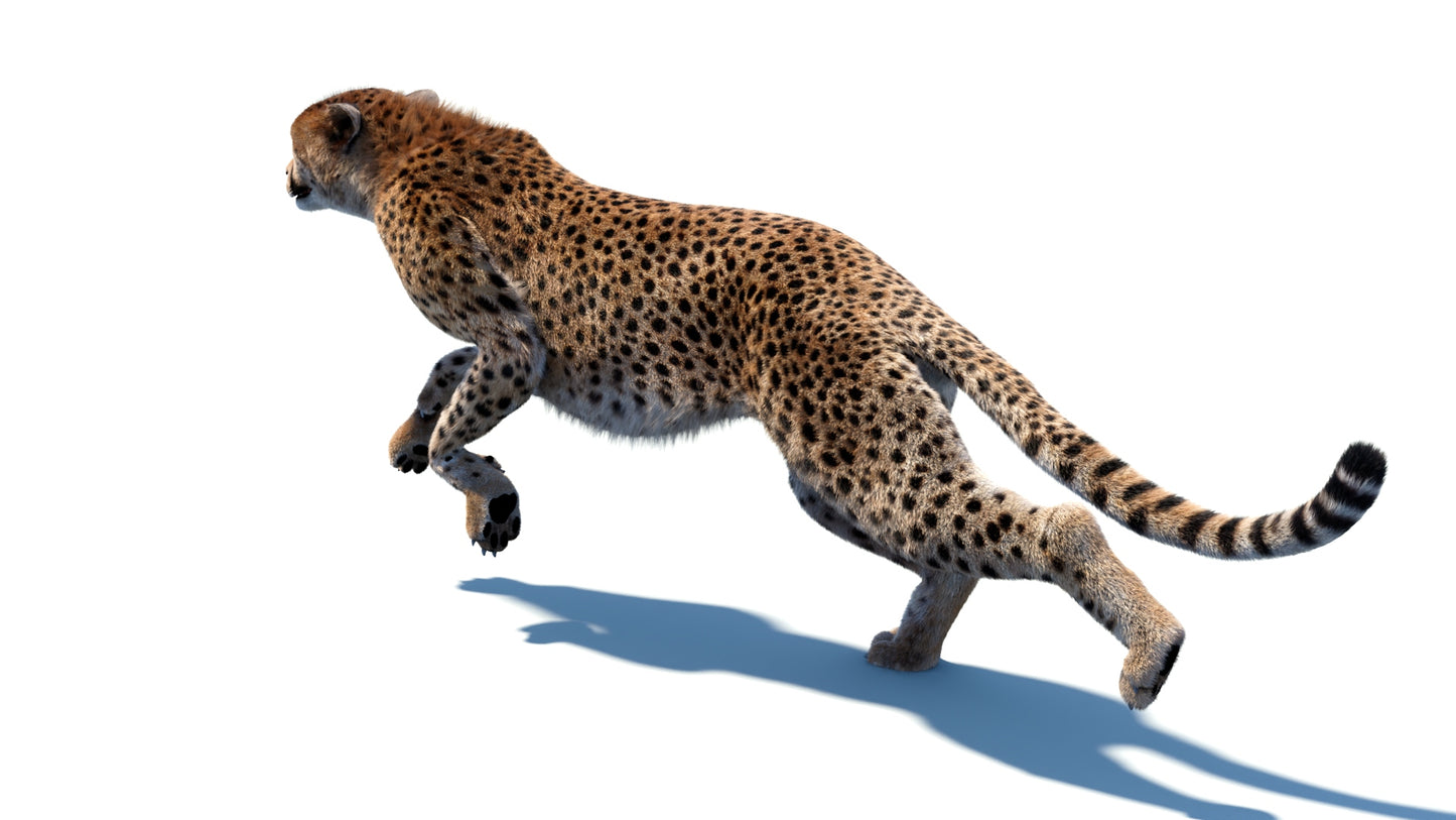 Big Cat 3D Model Rigged Animated Fur Bundle