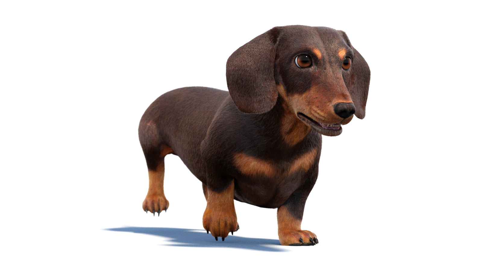 Animated Dachshund Dog 3D Model Fur 360° view 2 frame 5