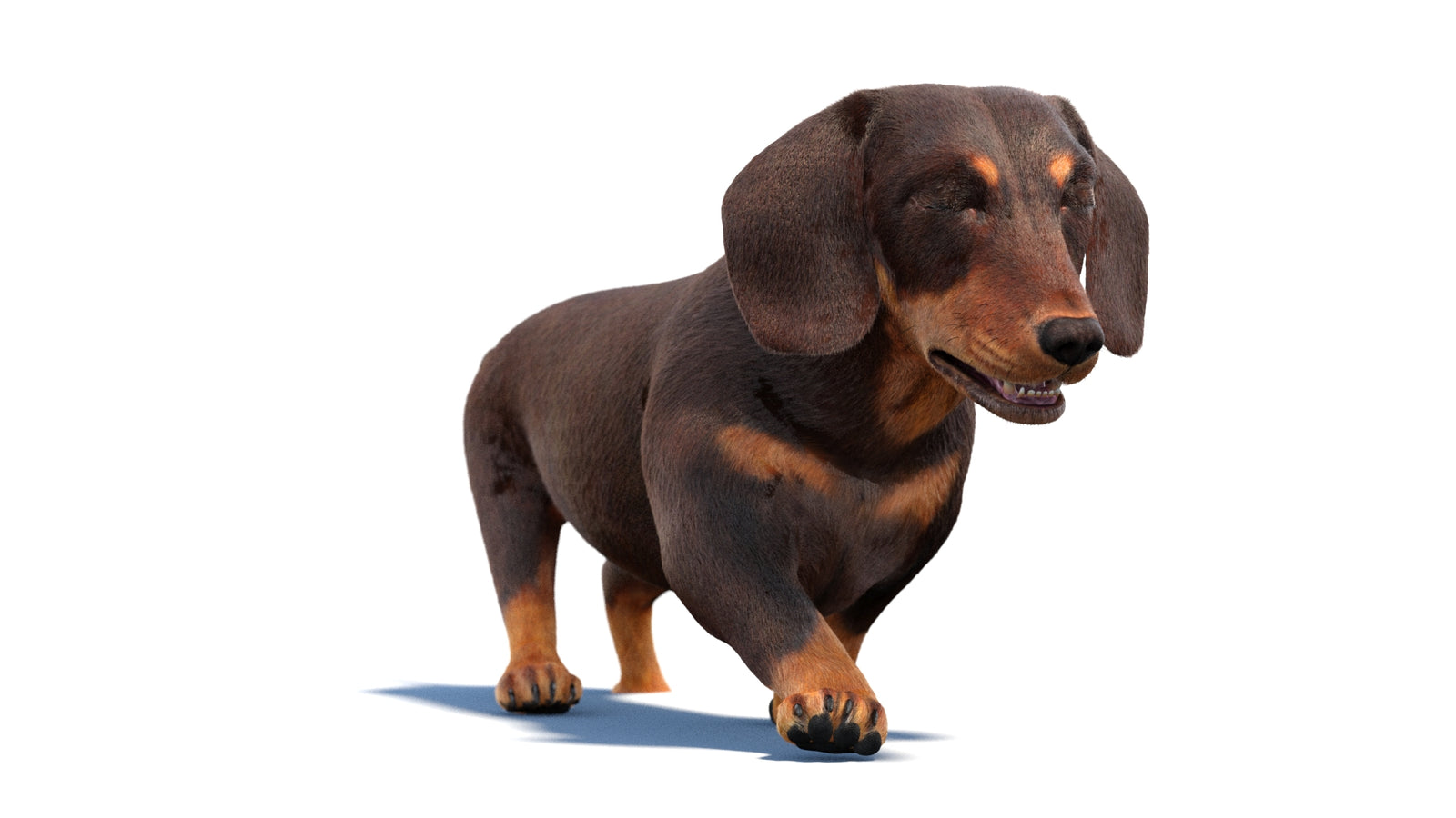 Animated Dachshund Dog 3D Model Fur 360° view 2 frame 13
