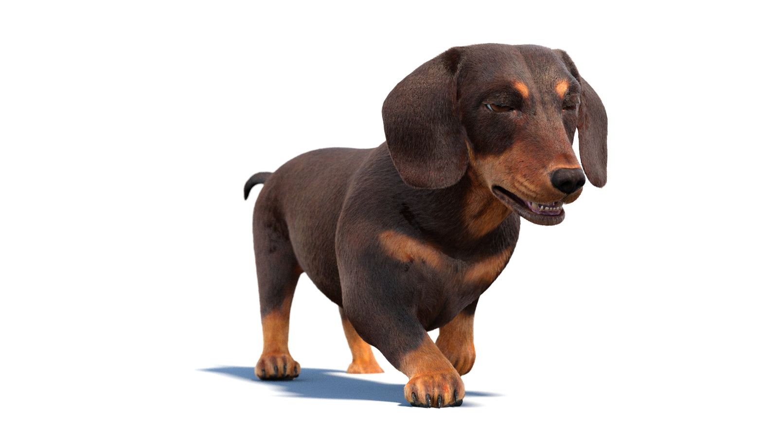Animated Dachshund Dog 3D Model Fur 360° view 2 frame 15