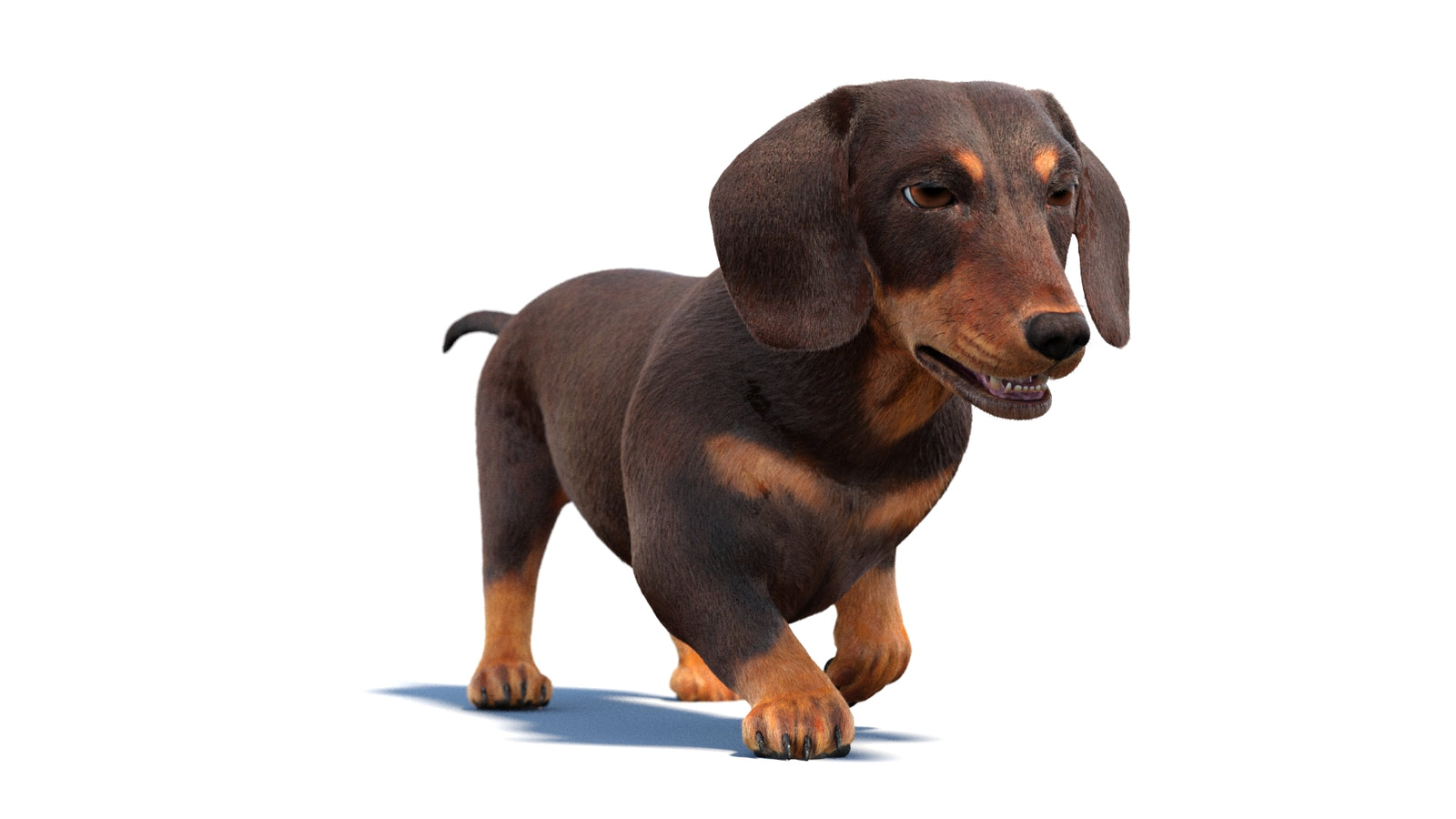 Animated Dachshund Dog 3D Model Fur 360° view 2 frame 16